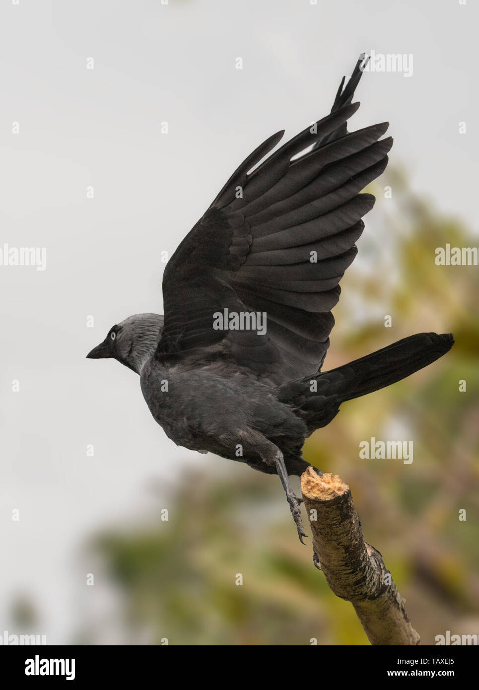 Dohle in einer britischen Garten Stockfoto