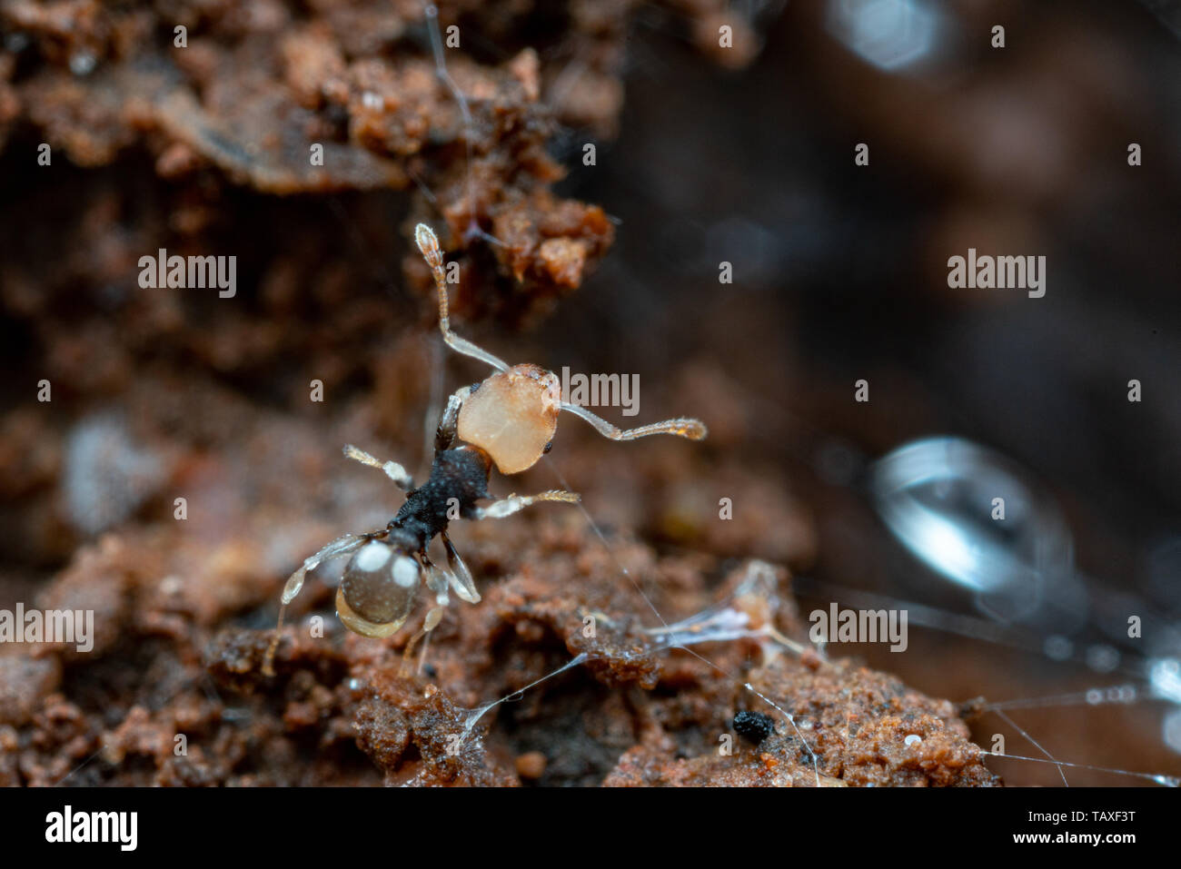 Kleine Arbeiter Ameisen der Gattung Pheidole 'epem 121 'Nahrungssuche im Regenwald, Queensland, Australien Stockfoto