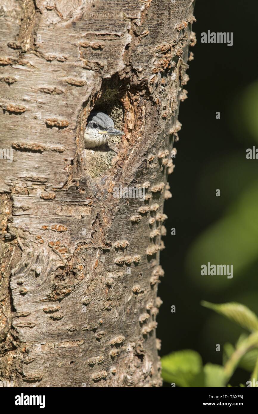 Eurasischen Kleiber Stockfoto