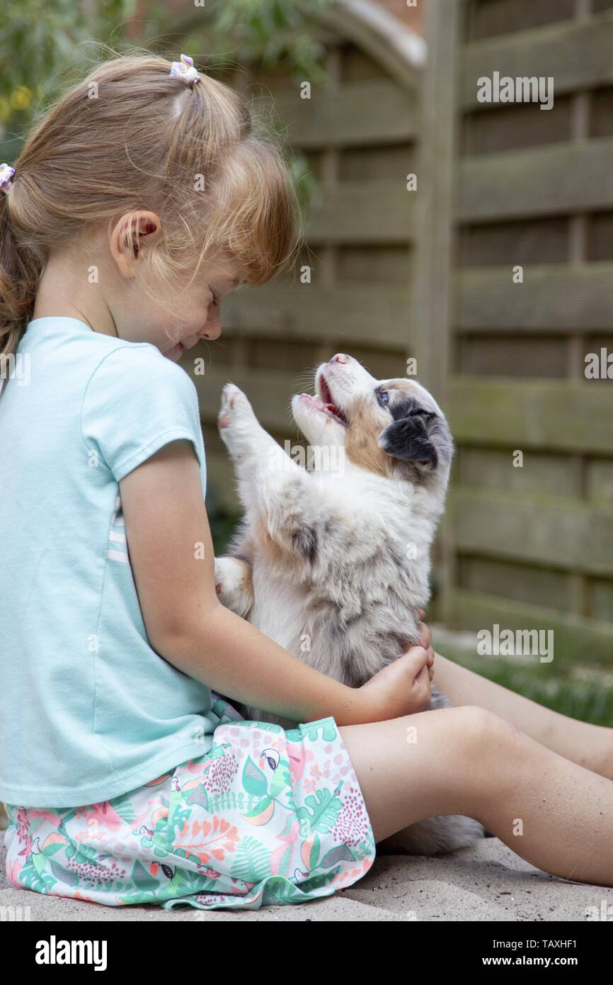 Mädchen und Australian Shepherd Welpen Stockfoto