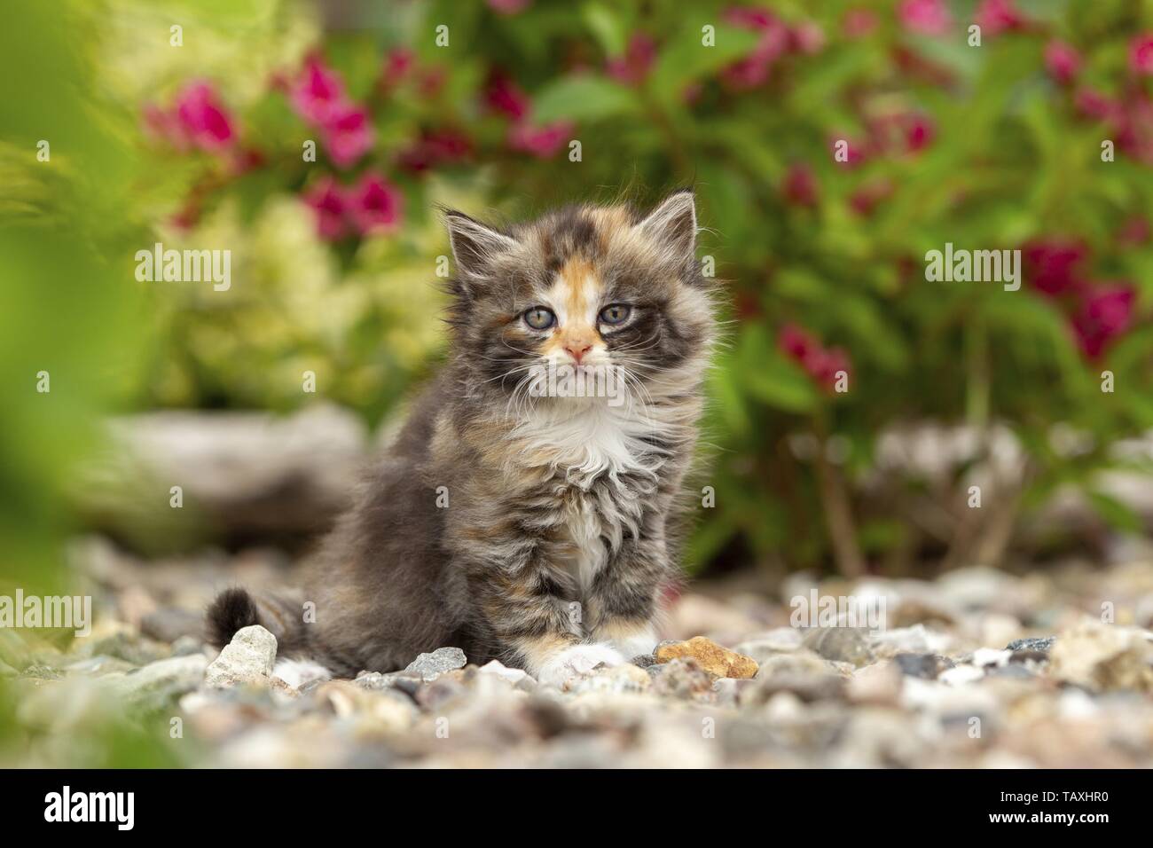 Deutsch Langhaar Kitten Stockfoto