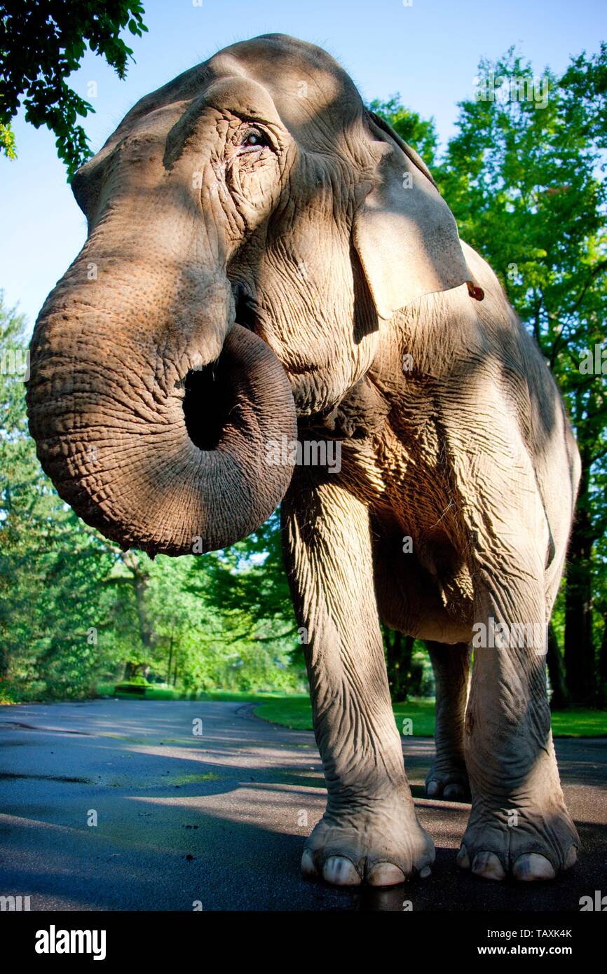 Elefant Stockfoto