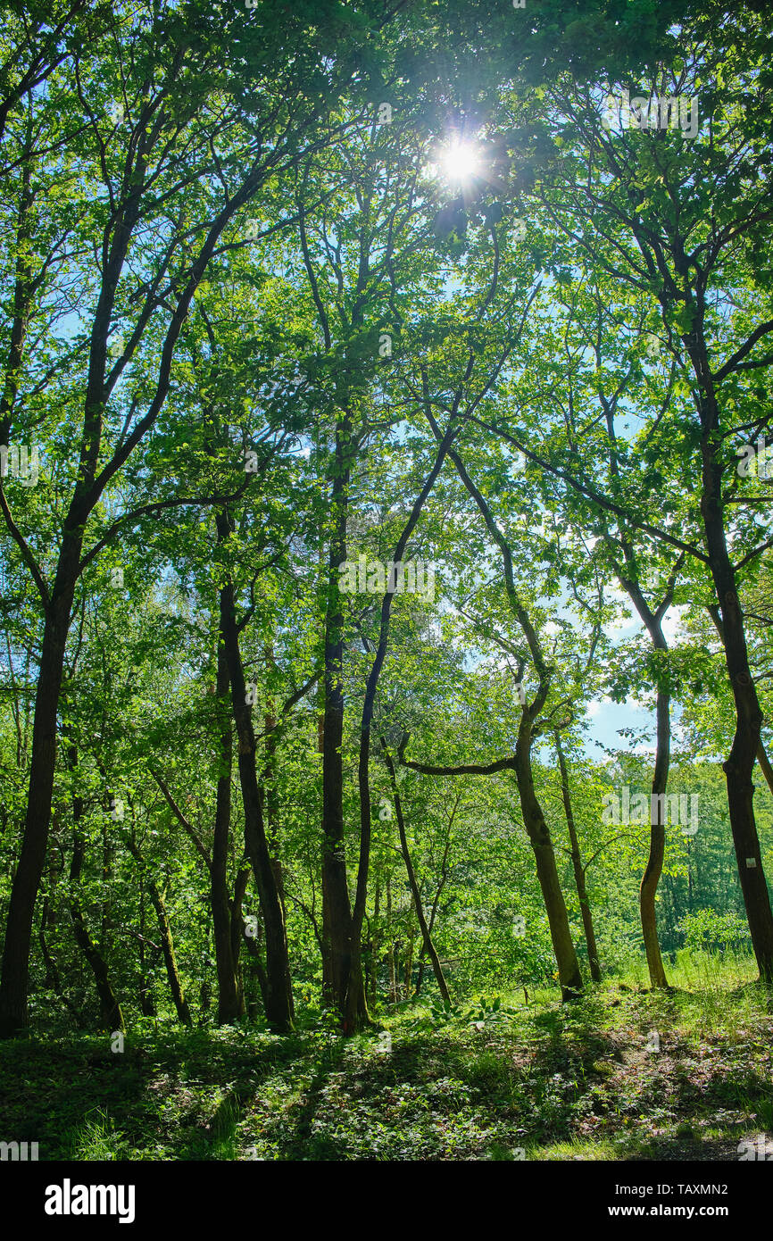 Sonne scheint durch die Bäume im Rheingau, Deutschland Stockfoto