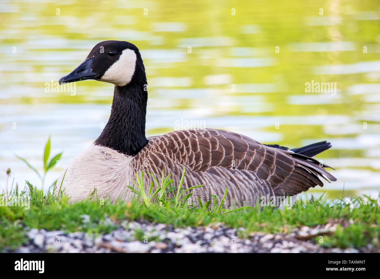 Gans sitzen im Park an einem See Stockfoto