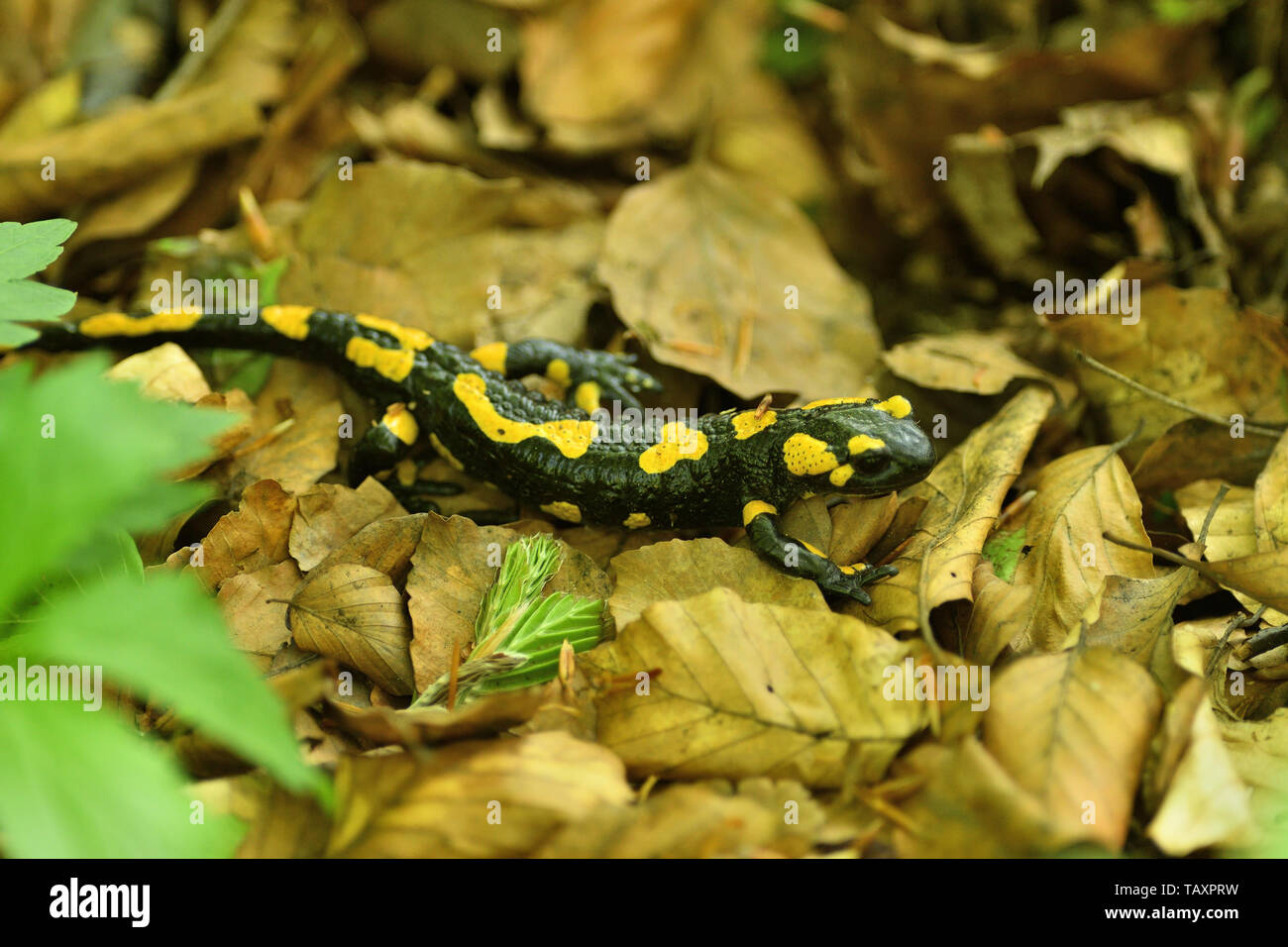 Salamandra Eidechse kriecht durch die Blätter im Wald Stockfoto
