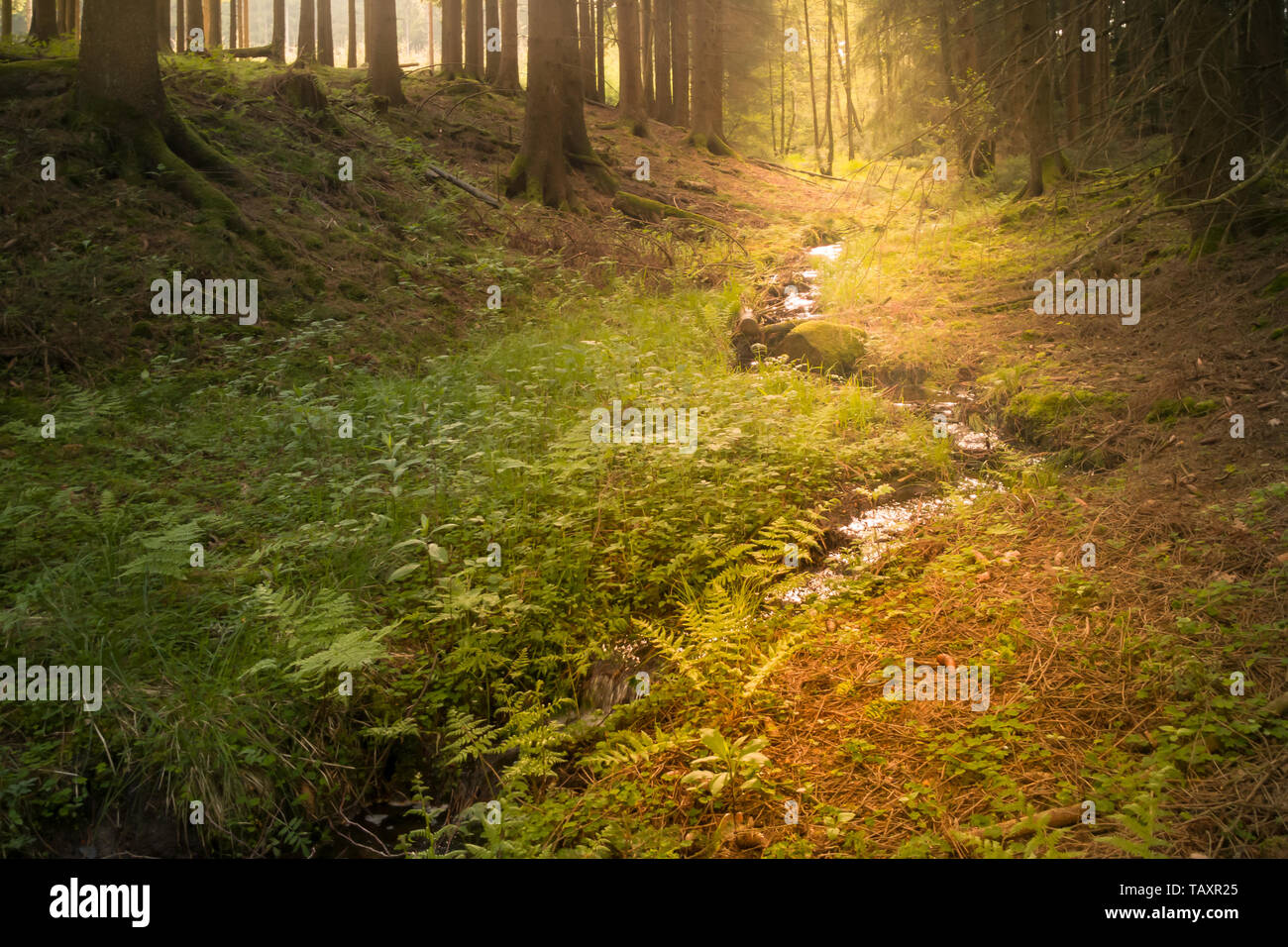 Eine Schlucht mit einem Bach fließt durch den Wald. Farne und viele grüne Pflanzen. Warme diffusem Sonnenlicht erhellt die Szene. Brilon im Sauerland. Stockfoto