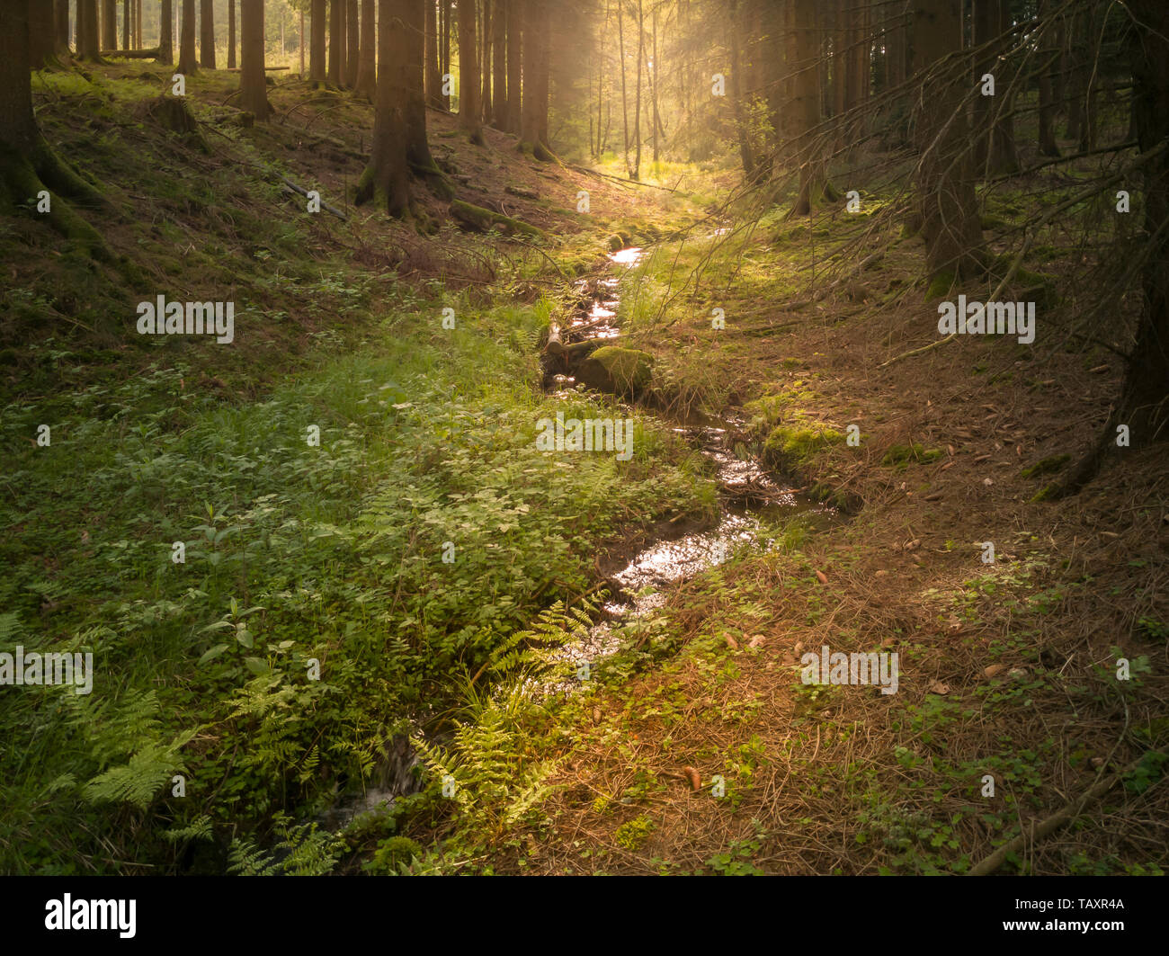Eine Schlucht mit einem Bach fließt durch den Wald. Farne und viele grüne Pflanzen. Warme diffusem Sonnenlicht erhellt die Szene. Brilon im Sauerland. Stockfoto