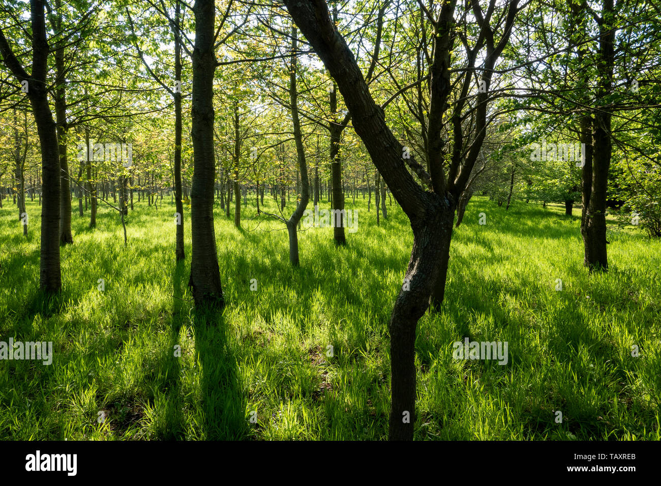 Dappled Licht durch Bäume und auf üppig grüne Gras Stockfoto