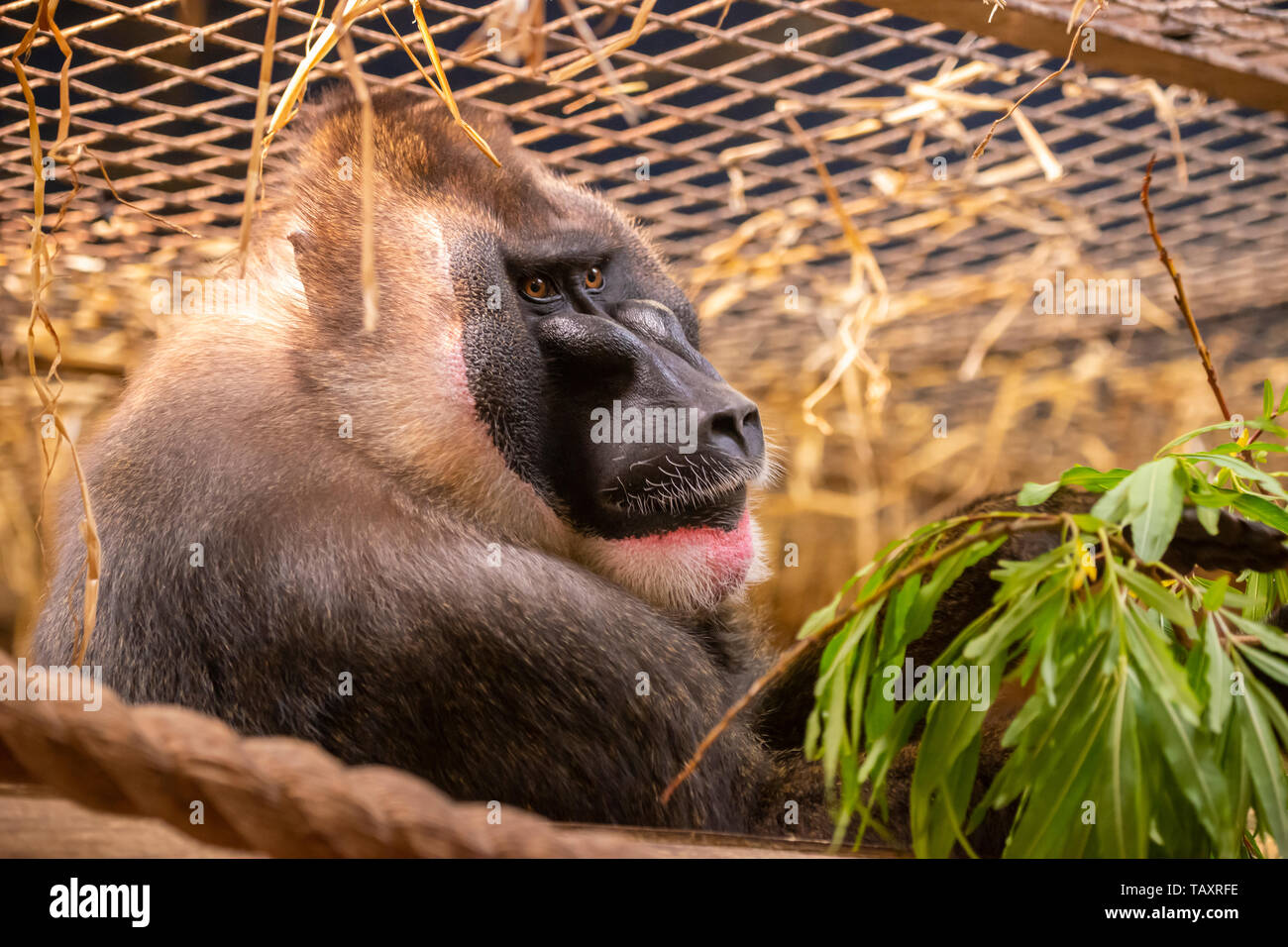 Erwachsene männliche Drill (Mandrillus leucophaeus) Affen im Zoo von Edinburgh, Schottland, Großbritannien Stockfoto