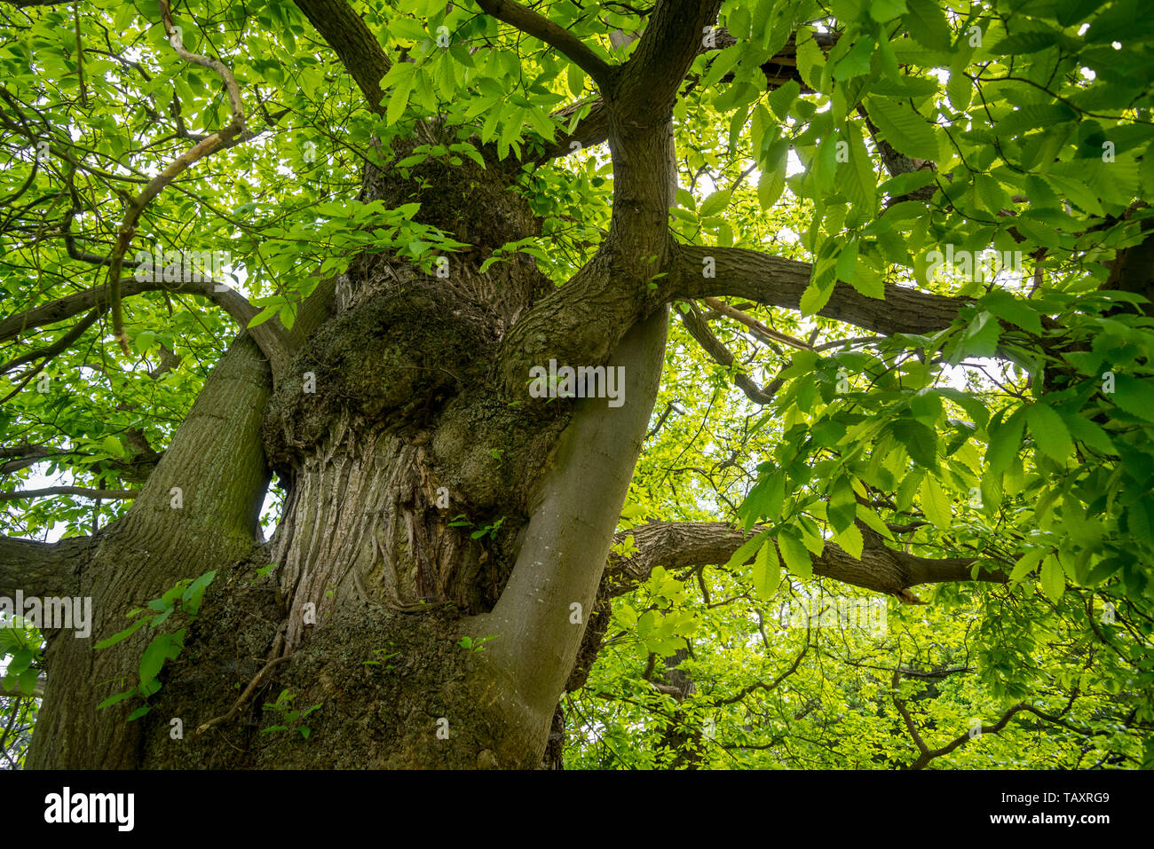 Edelkastanie (Castanea sativa) close-up der Baumstamm und Laub. Stockfoto