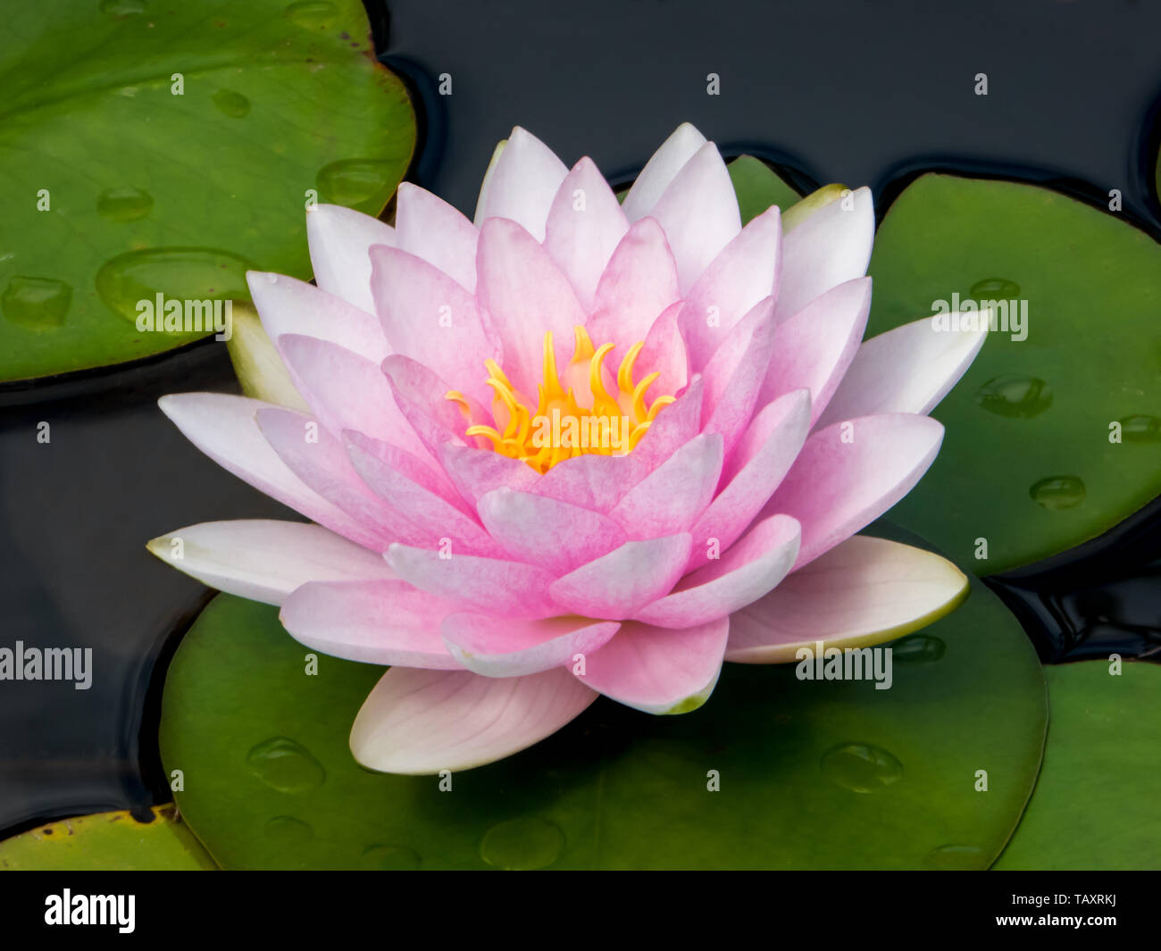 Seerose Stockfoto