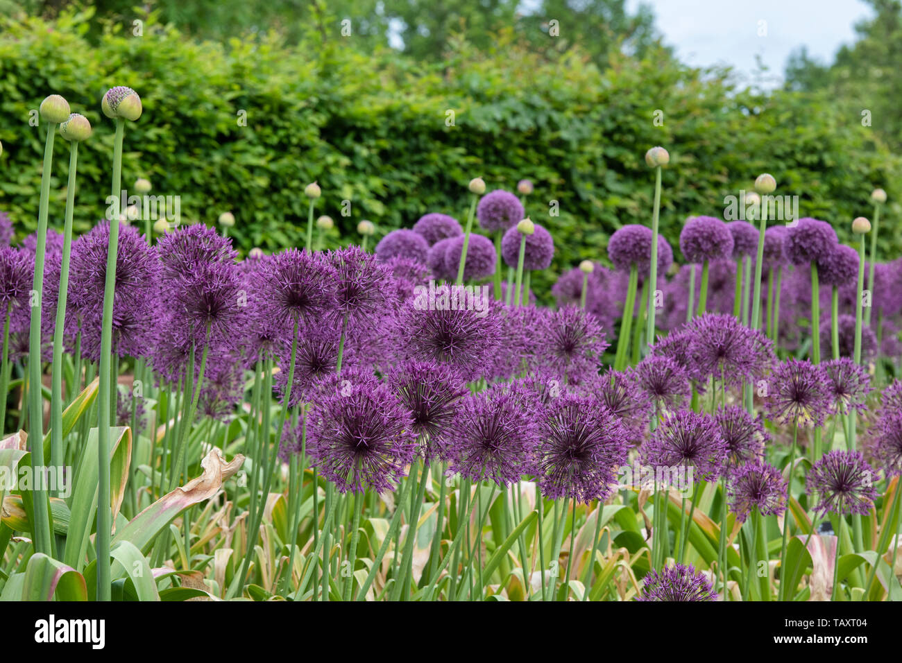 Allium Altissimum Goliath Stockfotos und bilder Kaufen Alamy