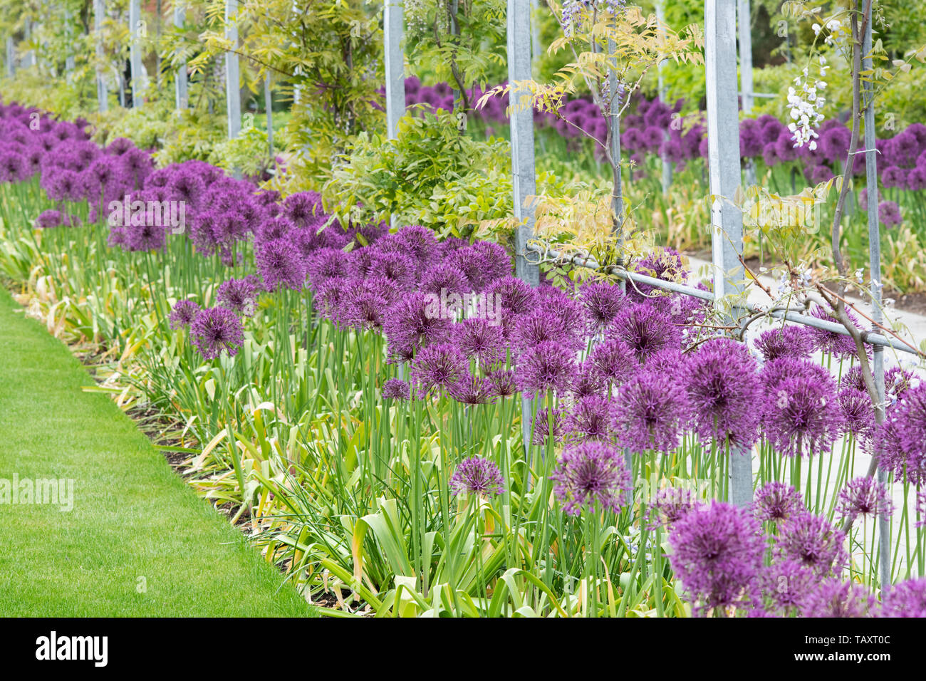 Allium 'Purple Rain' Blumen entlang der Wisteria Torbogen. Zierpflanzen Zwiebel Blumen an RHS Wisley Gardens, Surrey, England Stockfoto