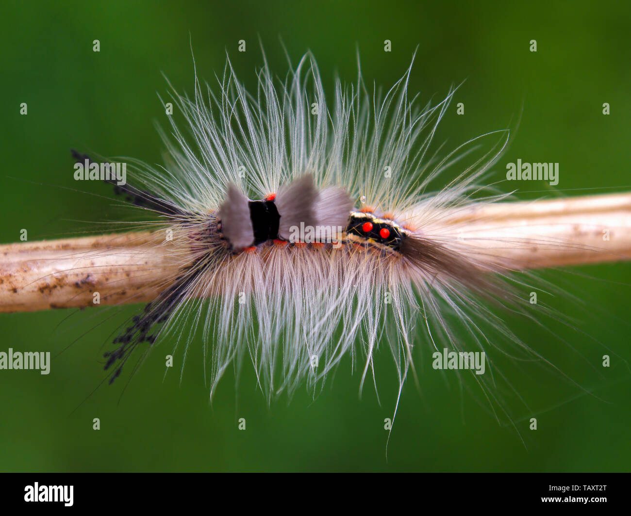 Makrofotografie eines schönen und haarige tussock Motte Caterpillar, in den Anden von zentralen Kolumbien erfasst. Stockfoto