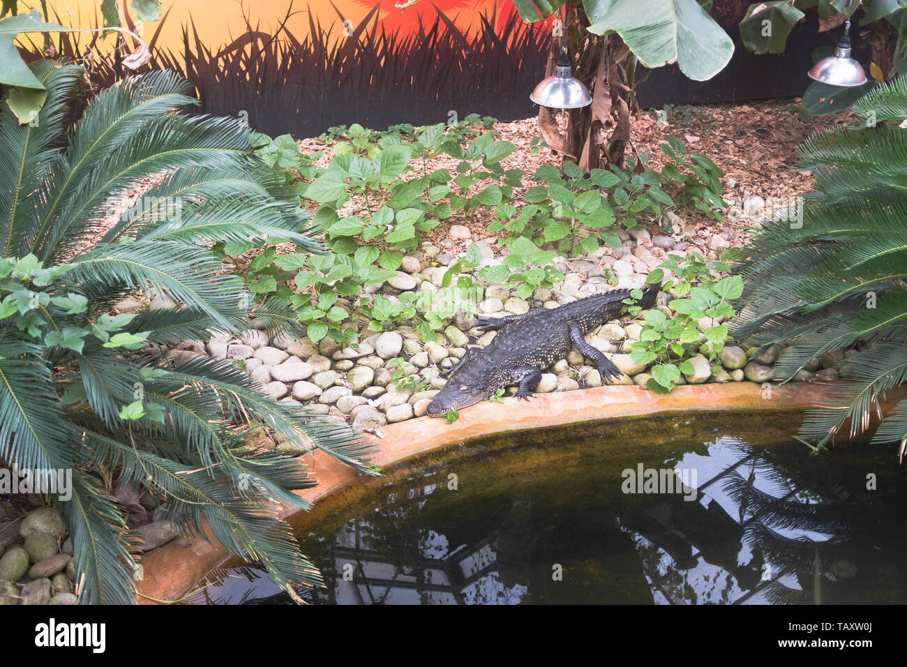 Dh tropische Welt ROUNDHAY PARK LEEDS Krokodil Ausruhen am Pool Stockfoto