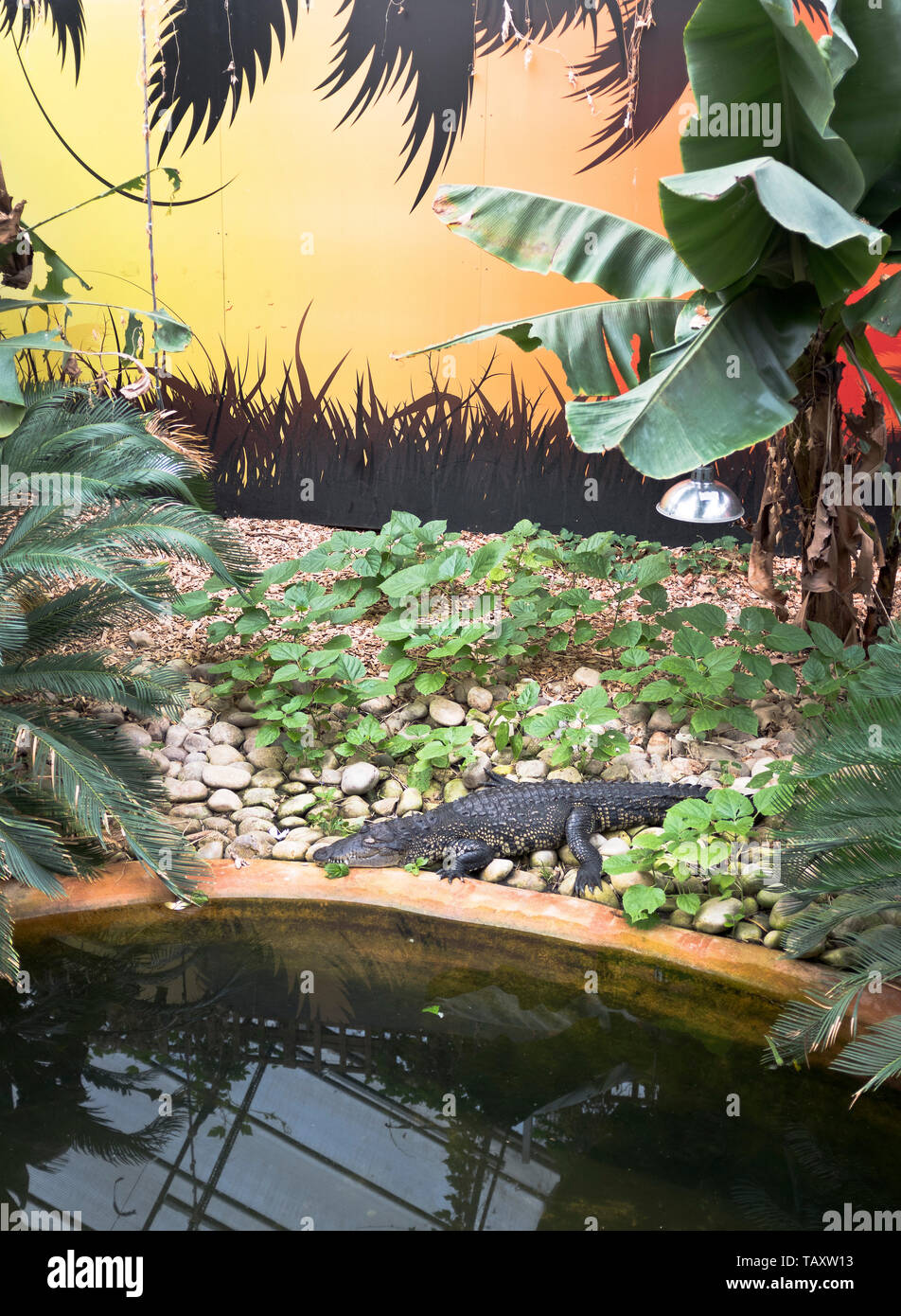 Dh tropische Welt ROUNDHAY PARK LEEDS Krokodil Ausruhen am Pool Stockfoto