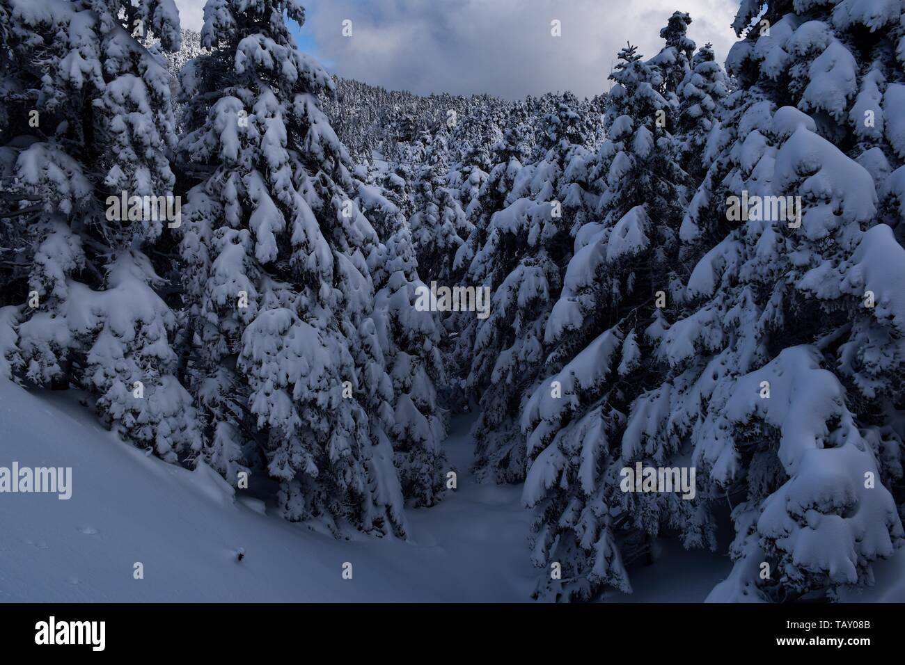 Verschneite Parnitha Mt., Athen, Griechenland Stockfoto