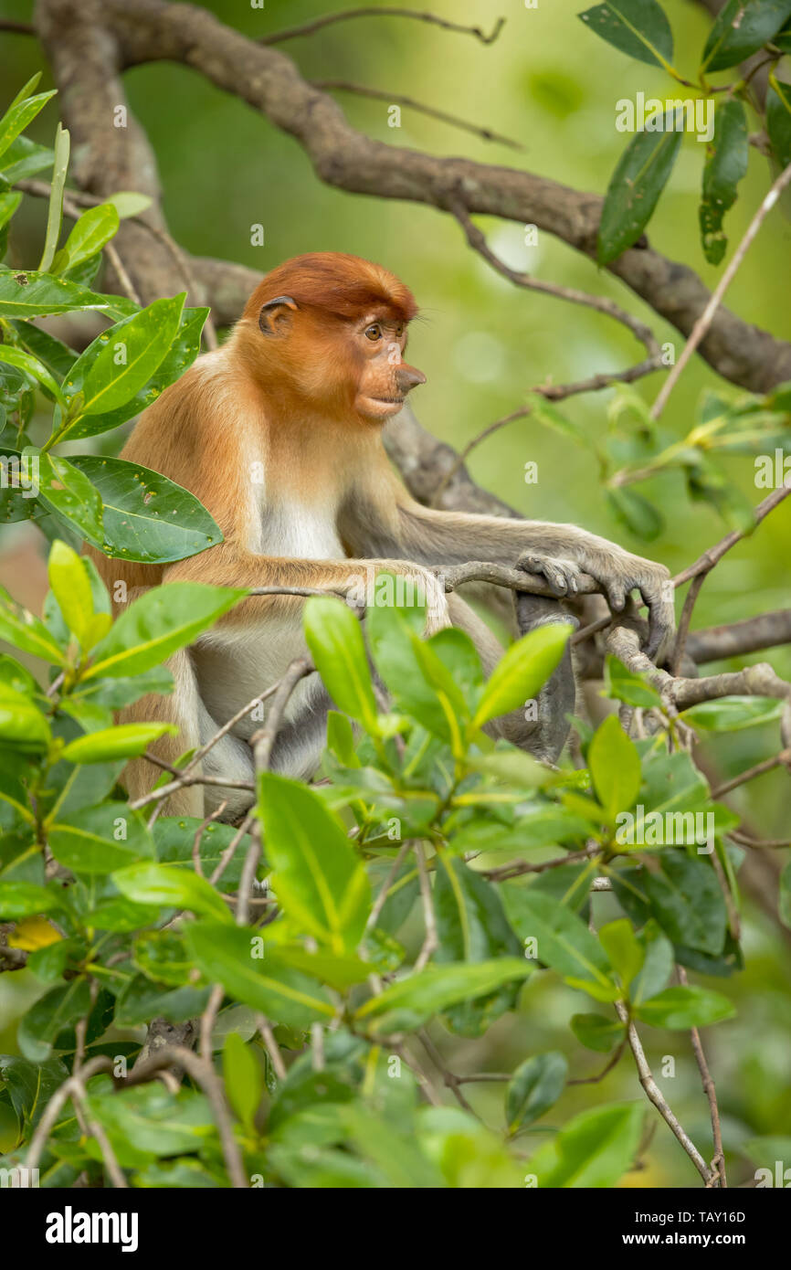 Proboscis Affen (Nasalis larvatus) oder Spitzzange Affe, als bekantan in Indonesien bekannt. In Borneo genommen Stockfoto