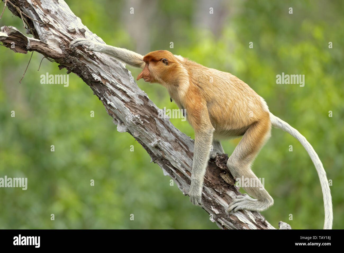 Proboscis Affen (Nasalis larvatus) oder Spitzzange Affe, als bekantan in Indonesien bekannt. In Borneo genommen Stockfoto