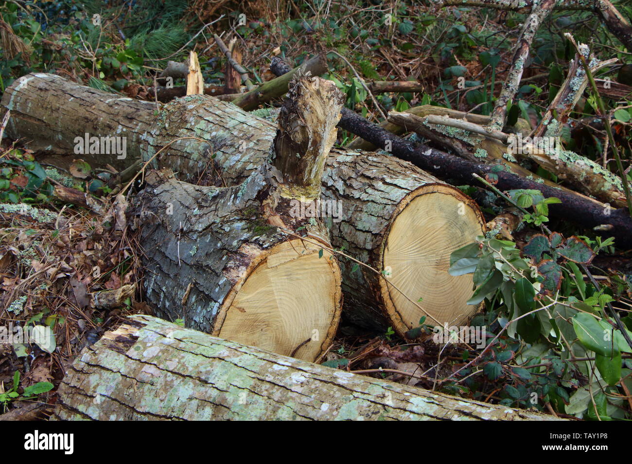 Gefällten Baumstämme und Protokolle in einem Wald Stockfoto