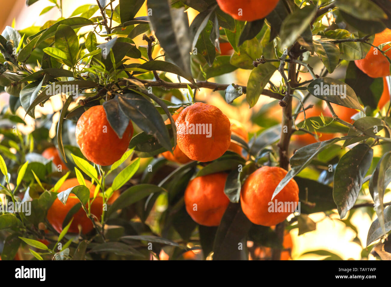 Green mandarin Baum in der Sonne Stockfoto