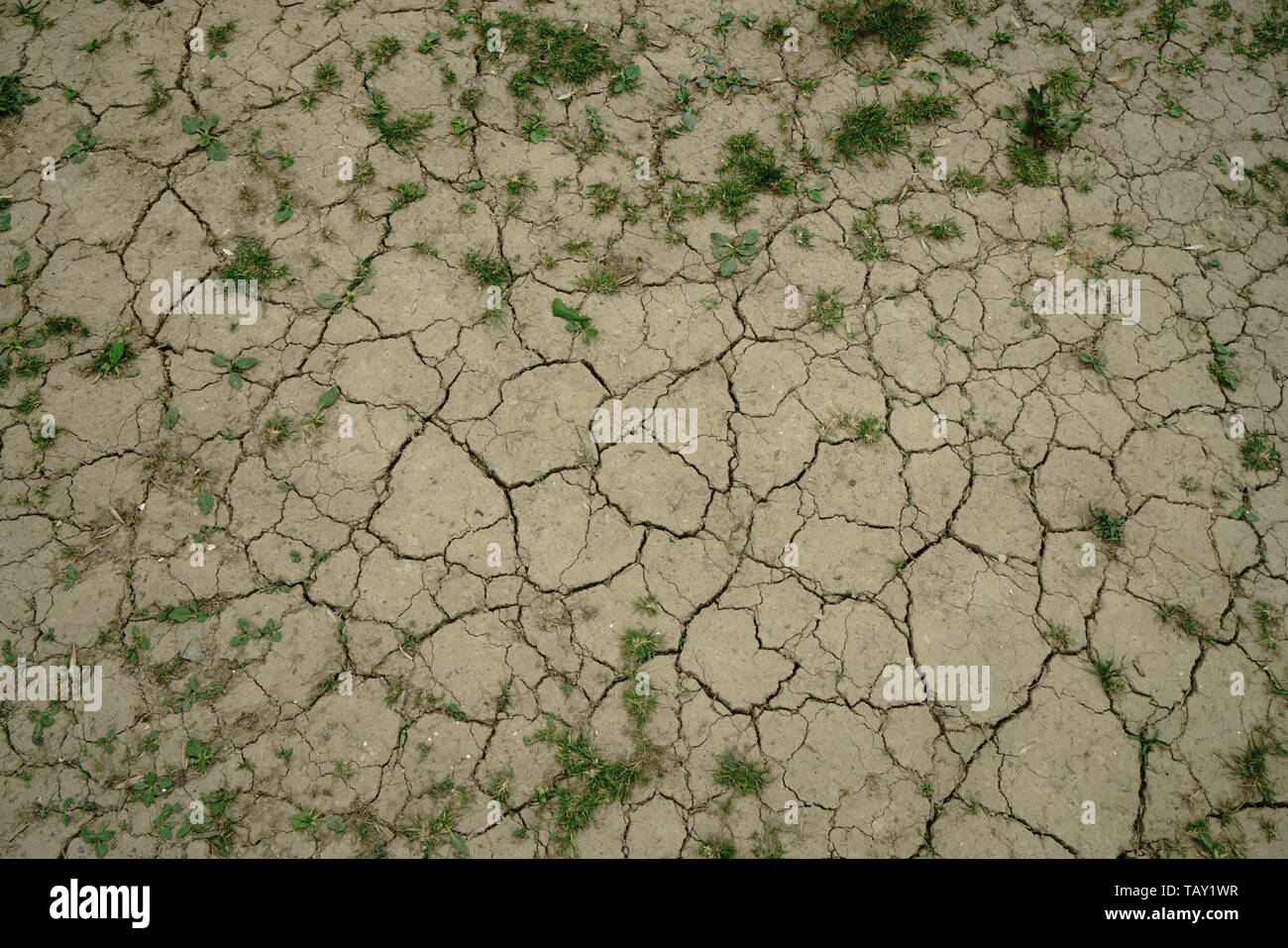 Ausgedörrte Erde von Trockenheit rissig Stockfoto