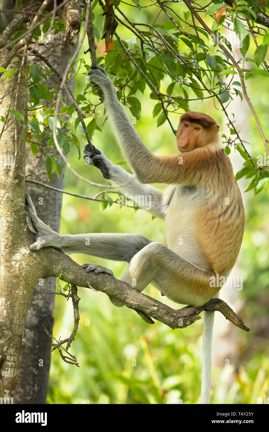 Proboscis Affen (Nasalis larvatus) oder Spitzzange Affe, als bekantan in Indonesien bekannt. In Borneo genommen Stockfoto