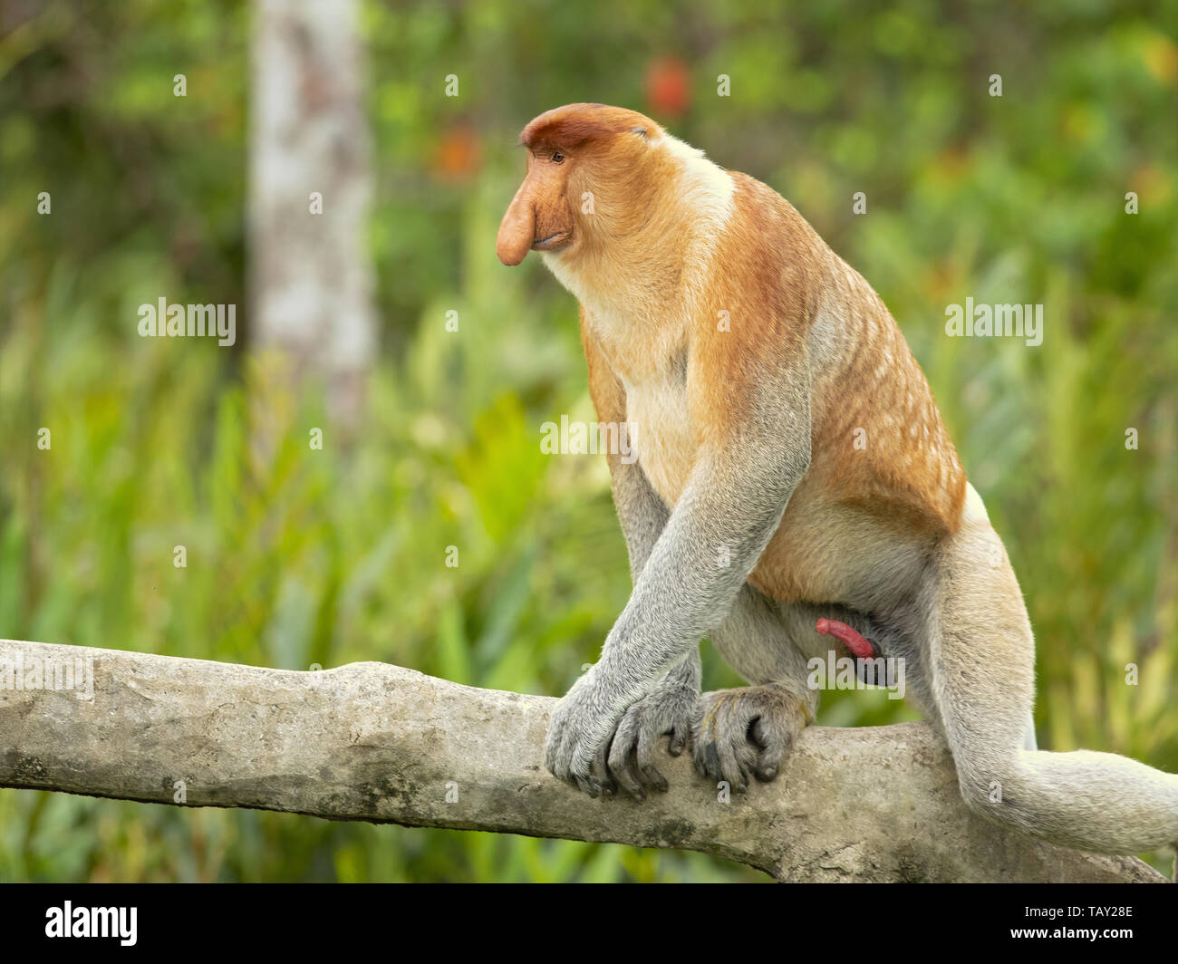 Proboscis Affen (Nasalis larvatus) oder Spitzzange Affe, als bekantan in Indonesien bekannt. In Borneo genommen Stockfoto