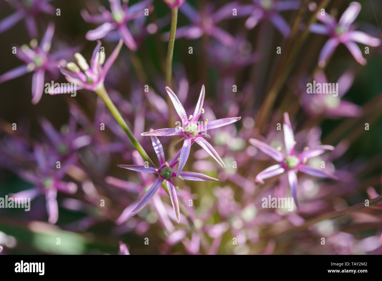 Schöne allium schubertii in Blume Stockfoto