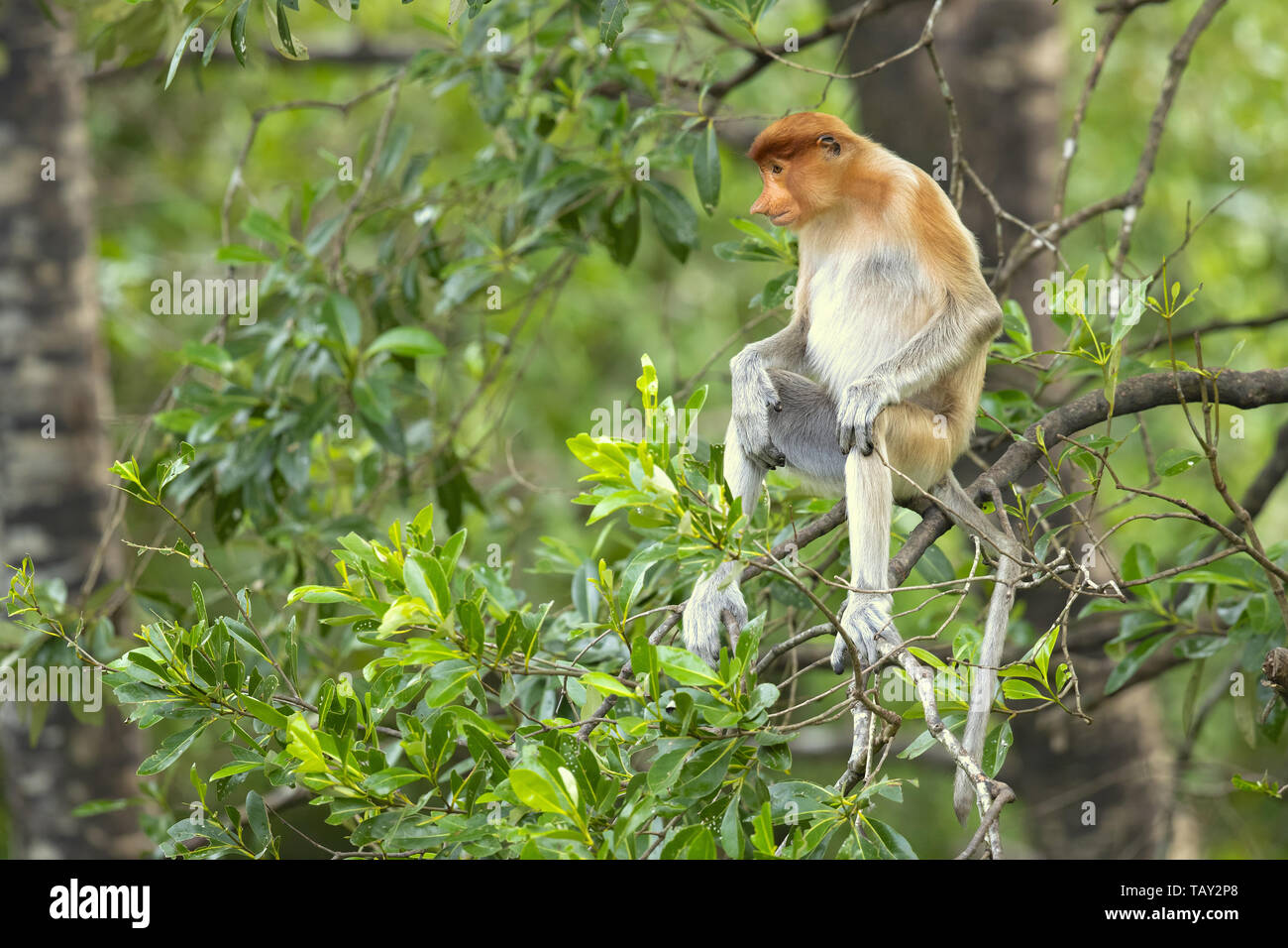 Proboscis Affen (Nasalis larvatus) oder Spitzzange Affe, als bekantan in Indonesien bekannt. In Borneo genommen Stockfoto