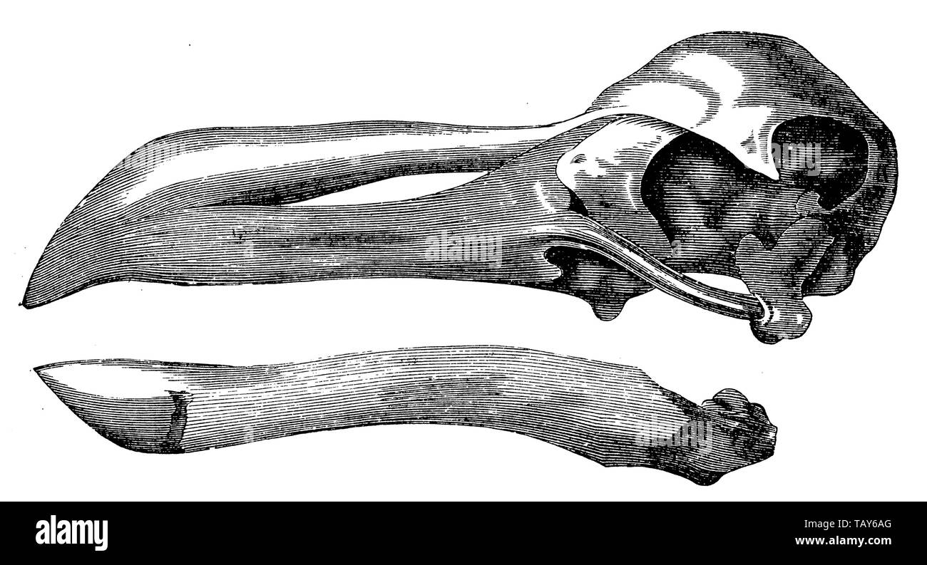 Dodo, Raphus cucullatus, (evolution Geschichte Buch, 1896) Stockfoto