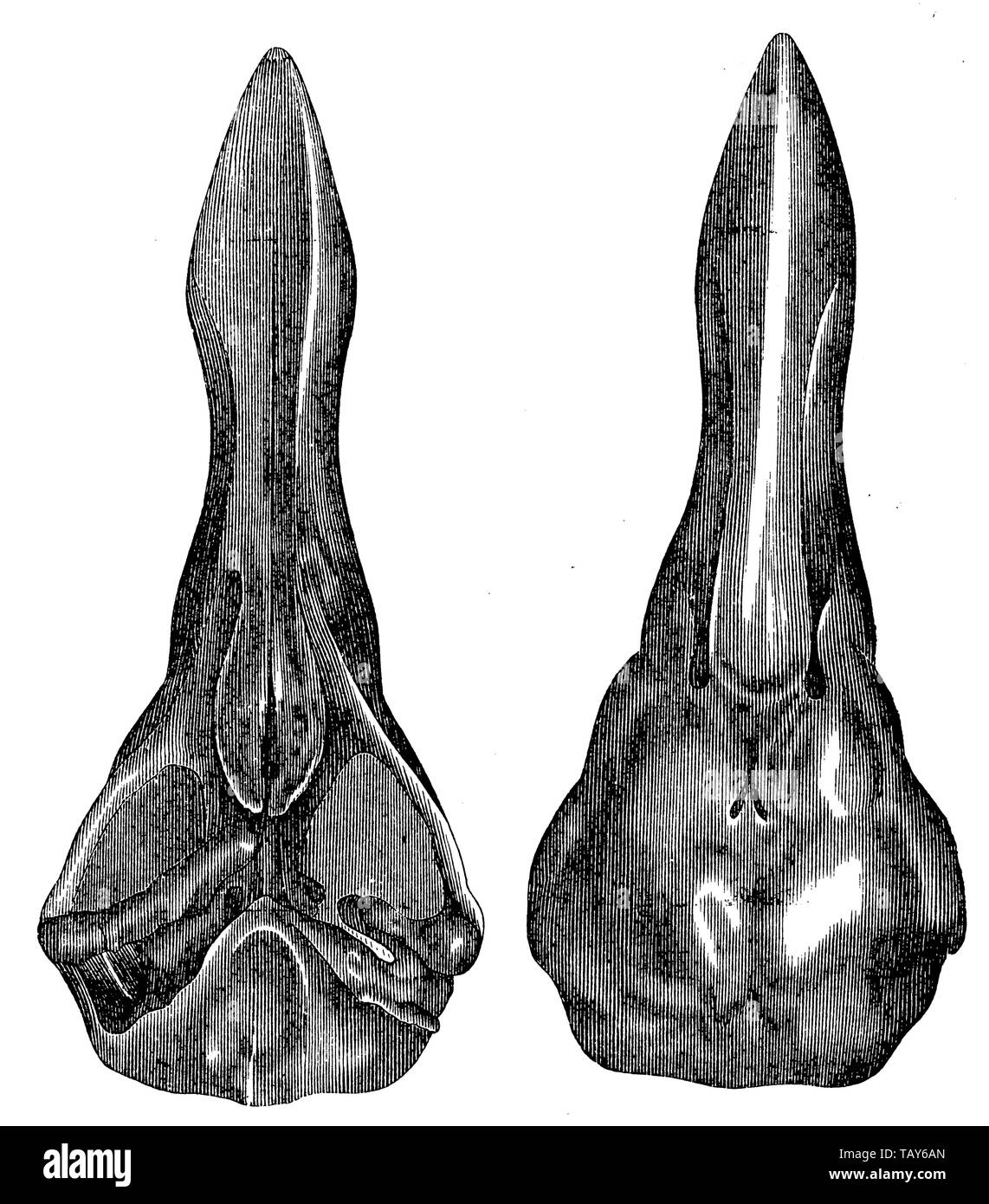 Dodo, Raphus cucullatus, (evolution Geschichte Buch, 1896) Stockfoto