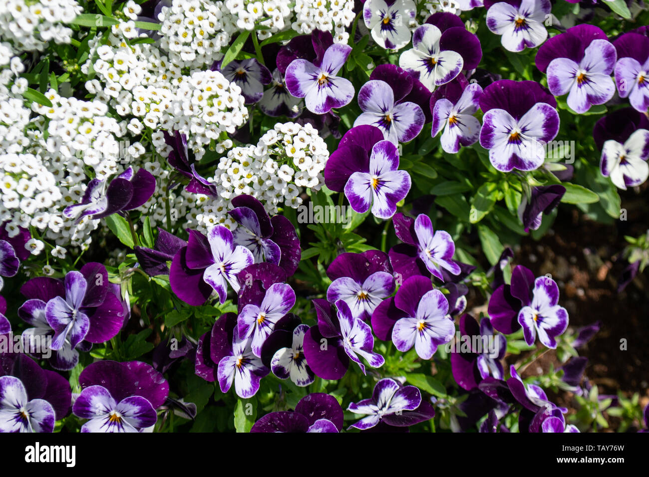 Bunte Stiefmütterchen Blumen im Frühling Stockfoto