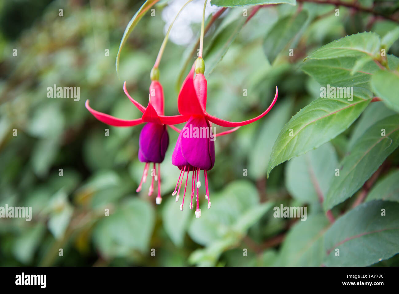 Lila hängenden Blumen-fuchsia Stockfoto