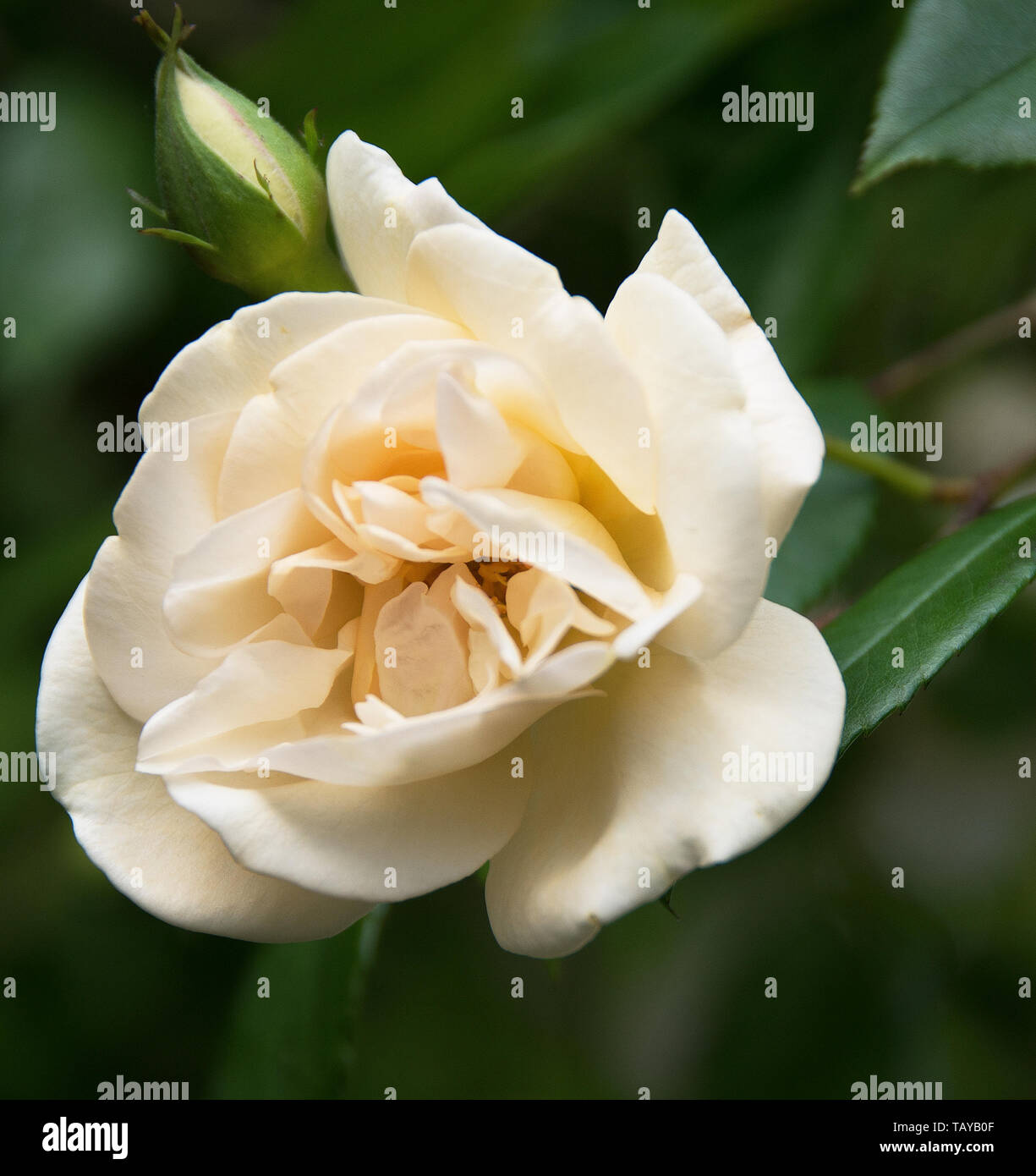 Rosa' Adelaide d'Orleans' eine sehr schöne und elegante Rambler, mit kleinen rosa Knospen öffnen sich zu halbgefüllte Blüten Stockfoto