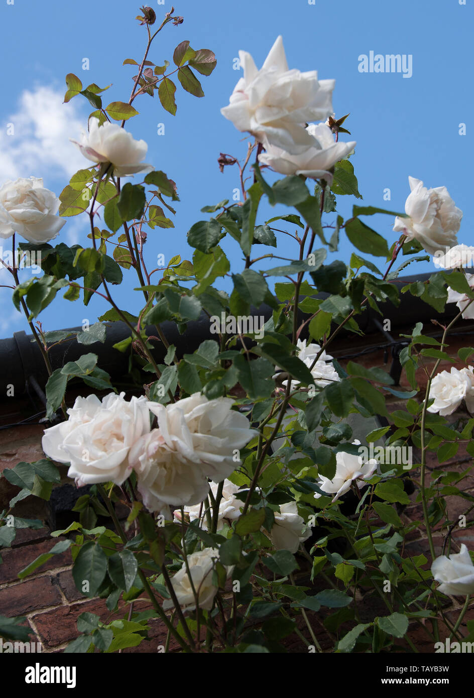Climbing iceberg rose -Fotos und -Bildmaterial in hoher Auflösung – Alamy