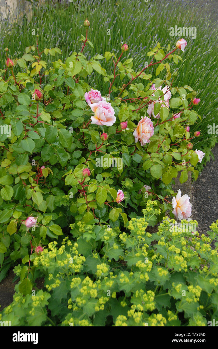 30+ A Shropshire Lad Pictures