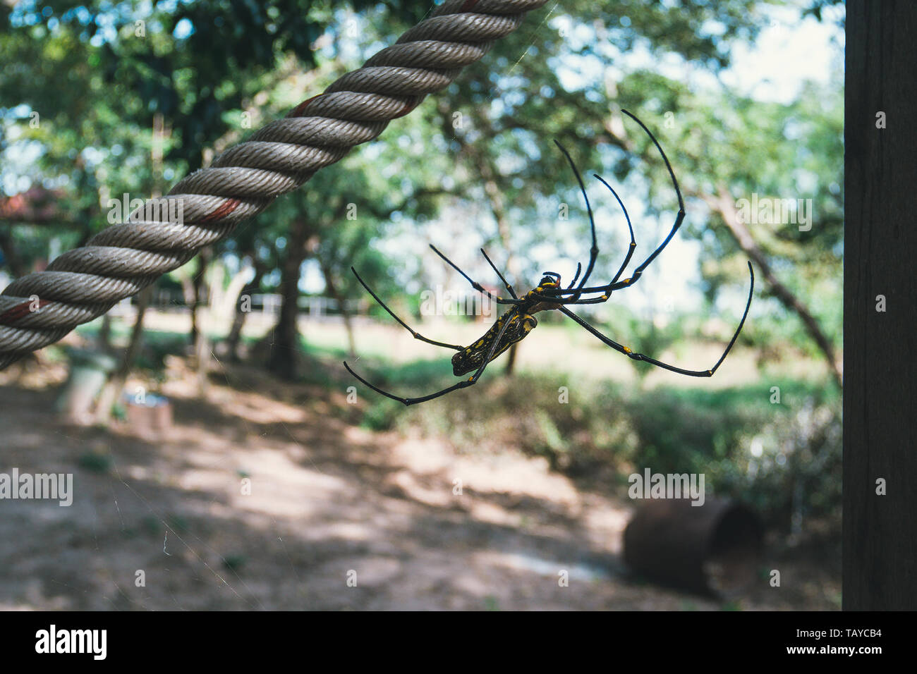 Eine schwarze und gelbe Farbe Spinne fotografiert ist Close up, Black Widow Spider, makroökonomische Bild, natürlichen Hintergrund, bunte große Spinne in der Natur, Spider Stockfoto