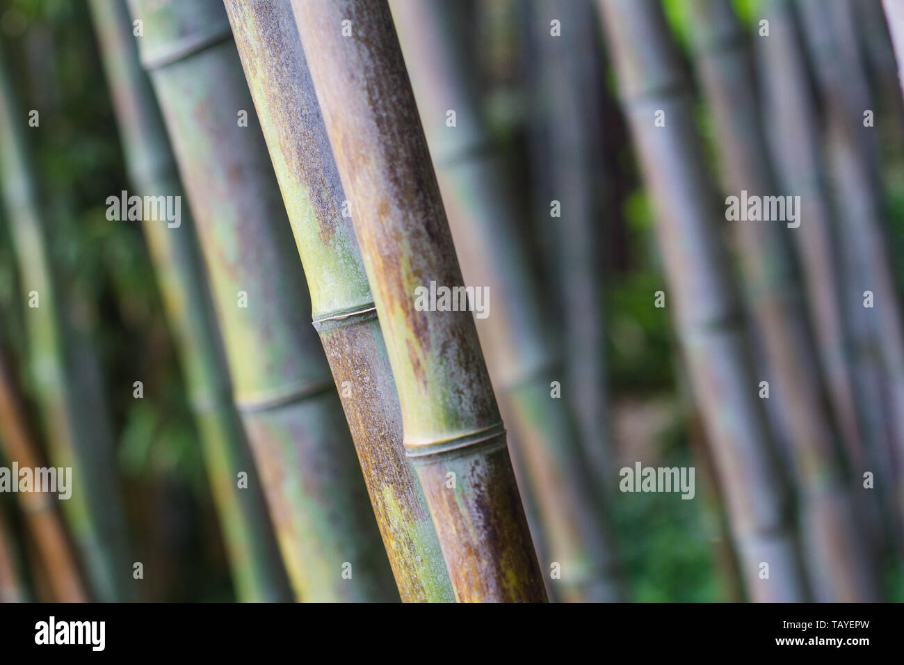 Vorderansicht closeup mit einer geringen Tiefenschärfe der Bambuswald mit natürlichen Textur Stockfoto