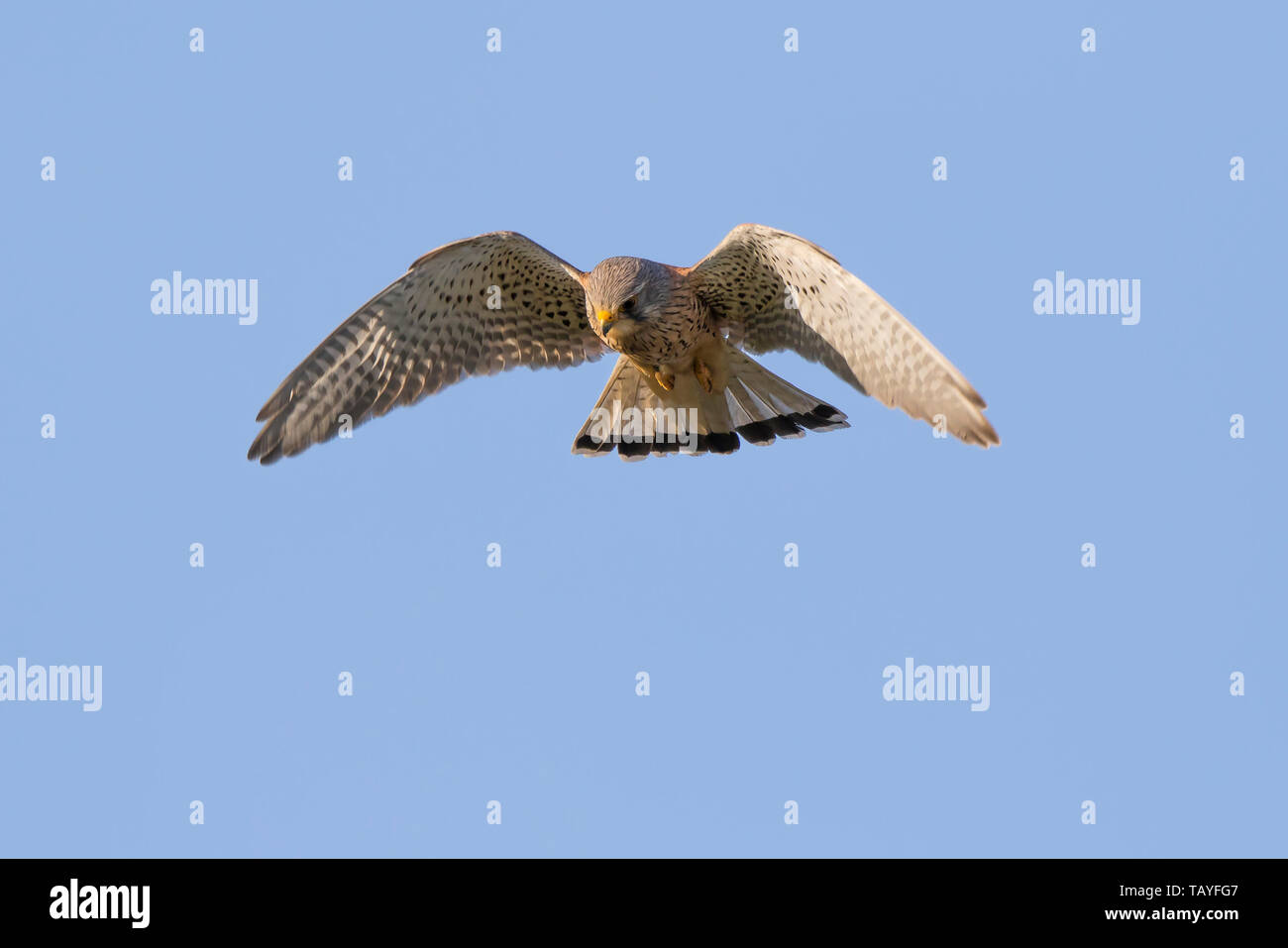 Detaillierte Nahaufnahme der Jagd auf den wilden UK-Turmfalken-Greifvogel (Falco tinnunculus). Falcon isoliert in der Luft, schwebend, Flügel in blauen Himmel ausgebreitet. Stockfoto