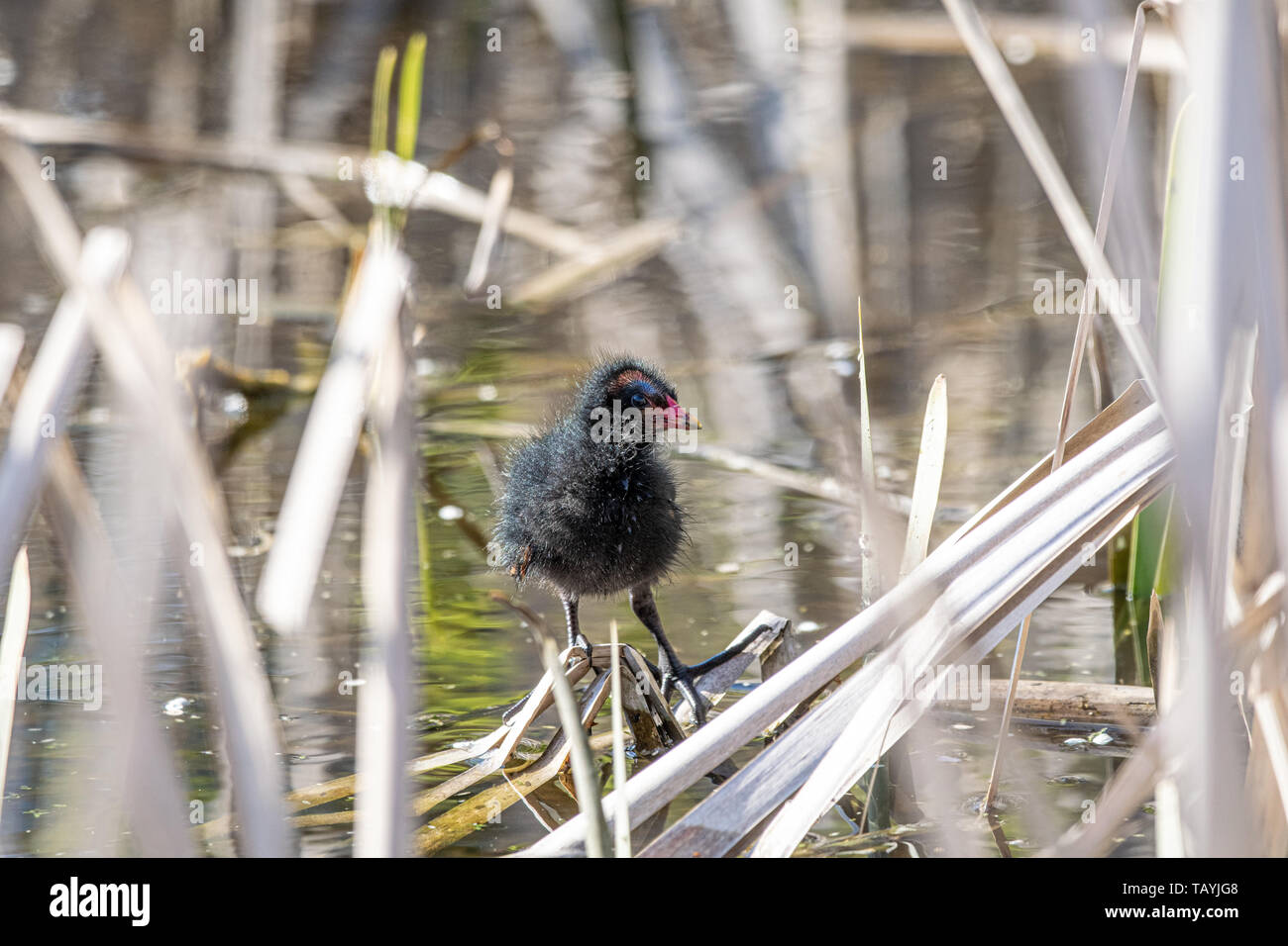 Junge sumpfhuhn (Gallinula chloropus) zwischen Schilf im Frühjahr Stockfoto