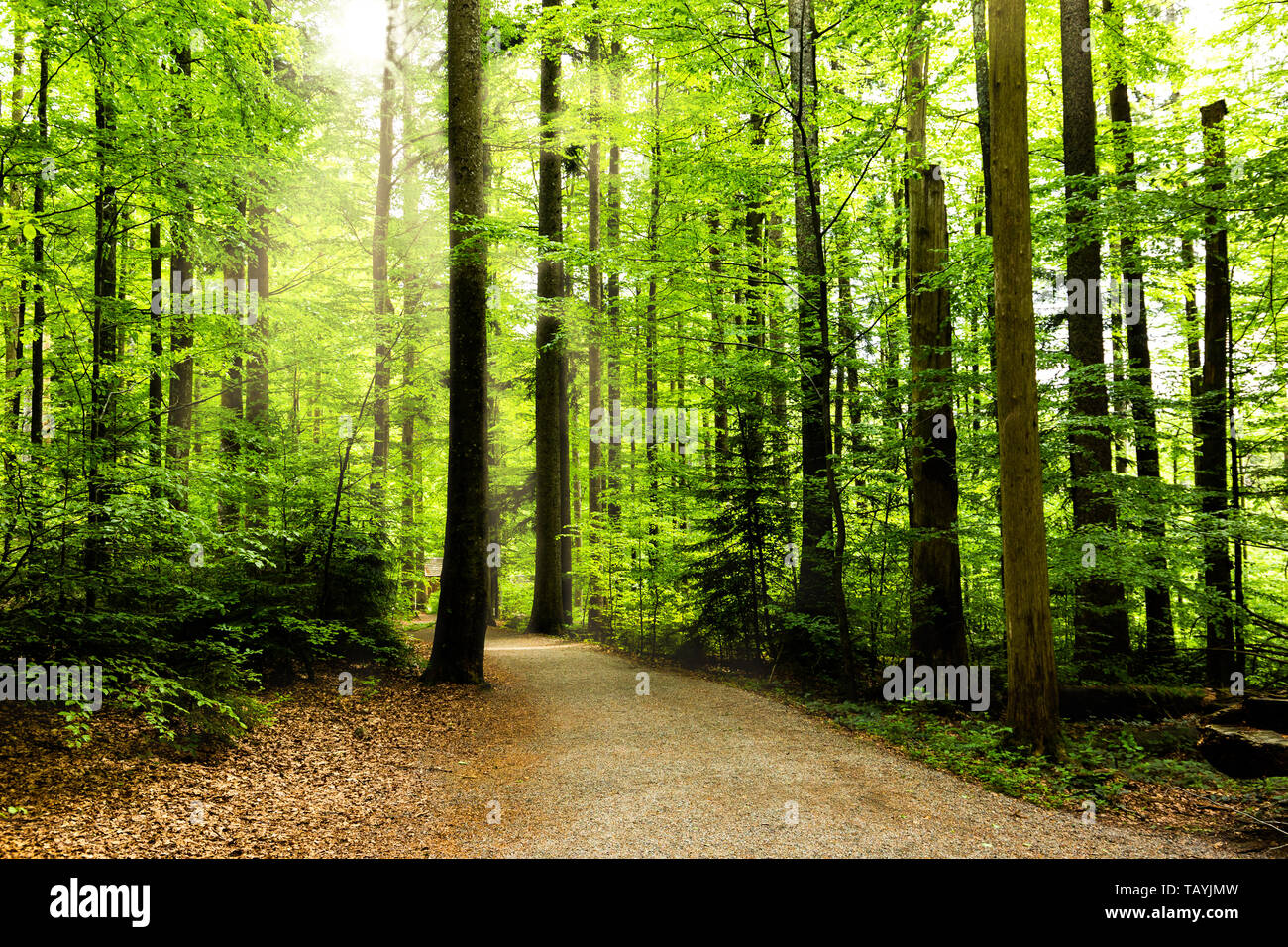 Tag Sommer in einem Wald Stockfoto