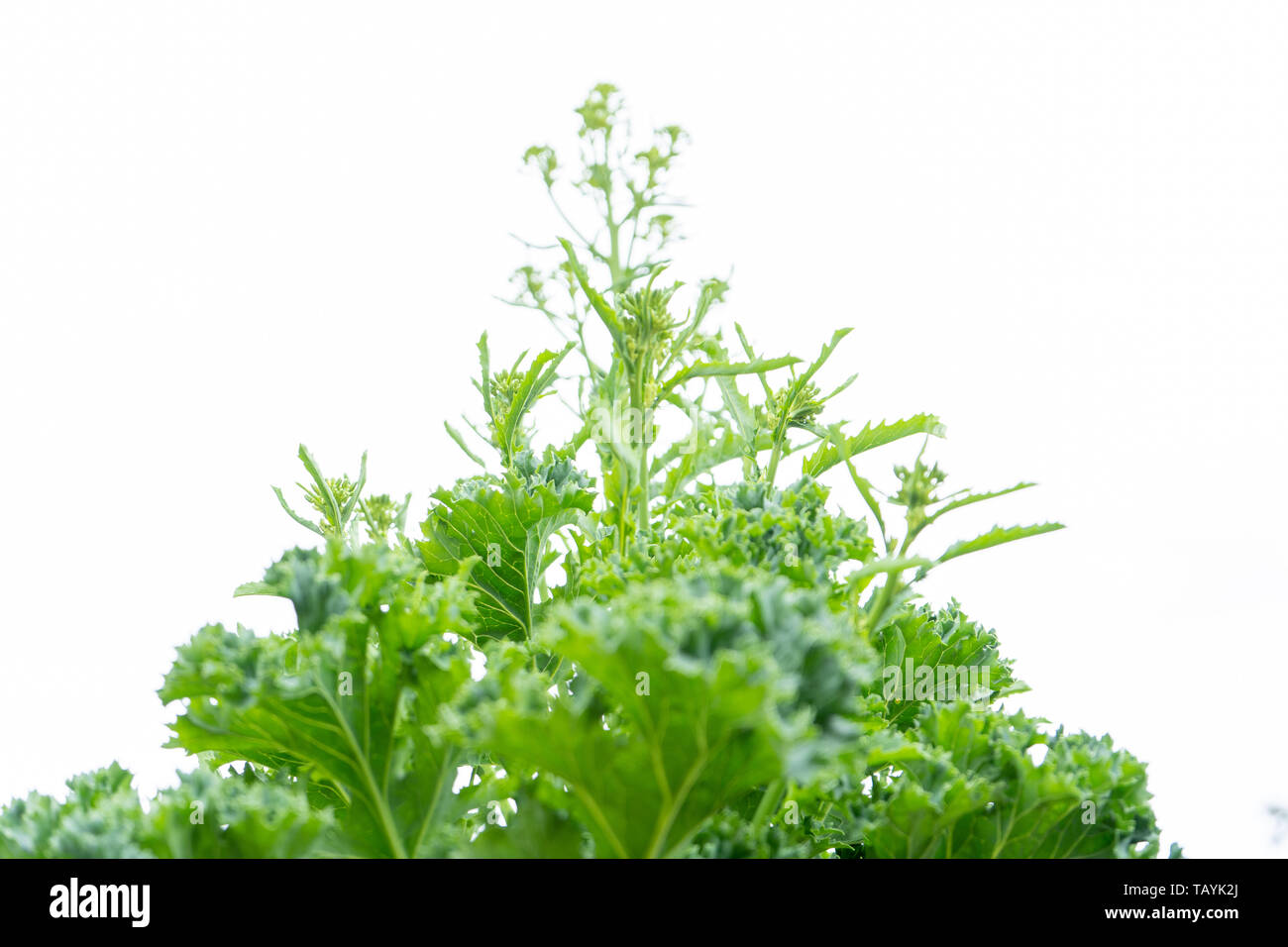 Kale biennale Gemüsearten Verschrauben mit Blumen, die im Begriff sind, auf einem weißen Hintergrund, isoliert, suchen. Stockfoto