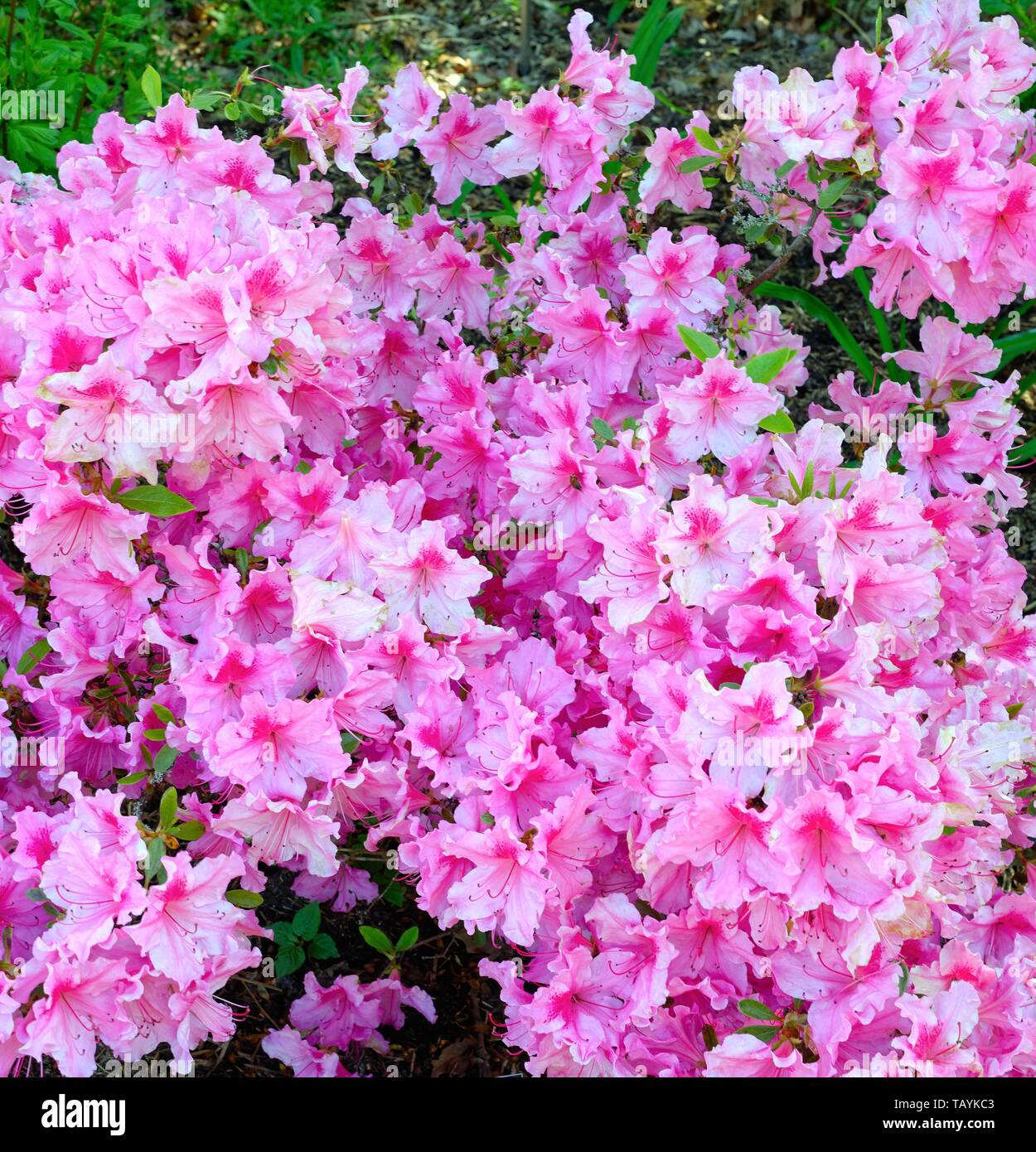 Die rosa Blüten des Rhododendron 'Mimi' Stockfoto