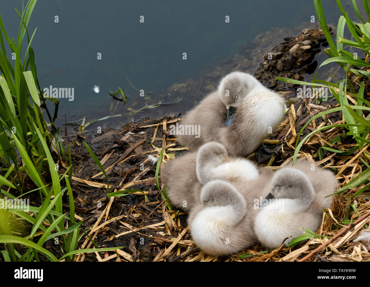 Höckerschwan cygnets schlafend auf einem Nest. Stockfoto