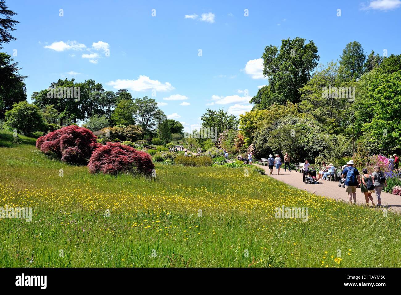 Die Royal Horticultural Society in Wisley Gardens Surrey an einem sonnigen Sommertag England Großbritannien Stockfoto