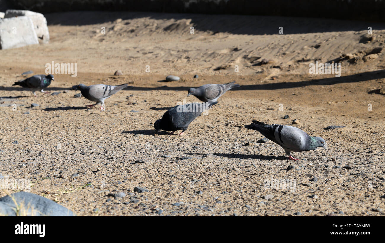 Mehrere schwarze, graue und weiße Tauben fotografiert, der an einem sonnigen Tag auf der Insel Madeira. Schöne kleine Vögel haben zusammen zu essen. Stockfoto