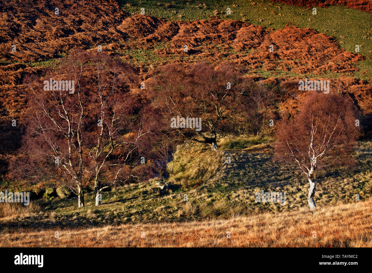 Großbritannien, Derbyshire, Peak District, Moorland bei Blackden Bach Stockfoto