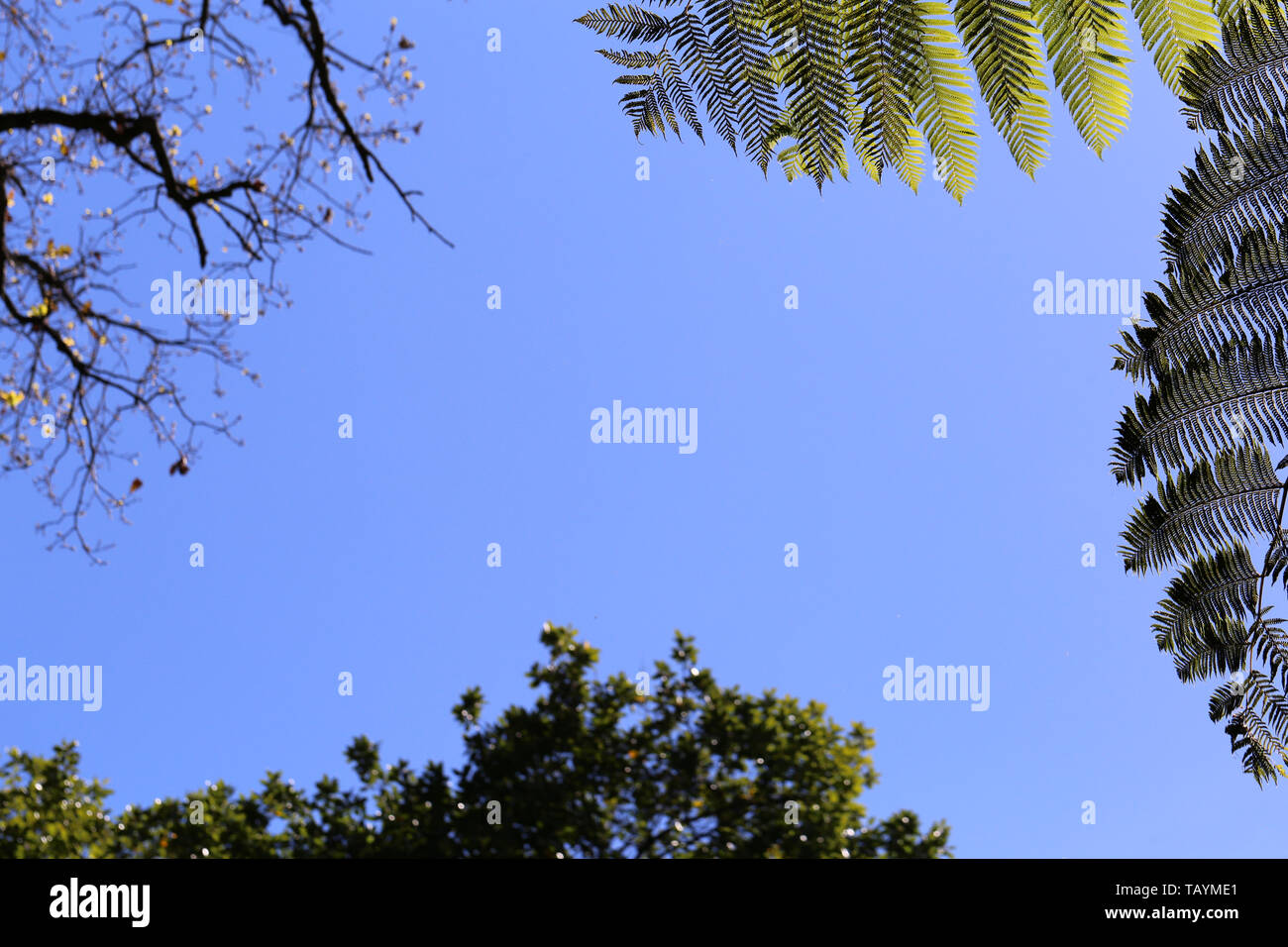 Schönen baum Zweige und Blätter auf der Insel Madeira, Portugal. Dies ist sehr einfach Foto mit klaren, blauen Himmel und Bäume von unten fotografiert. Stockfoto