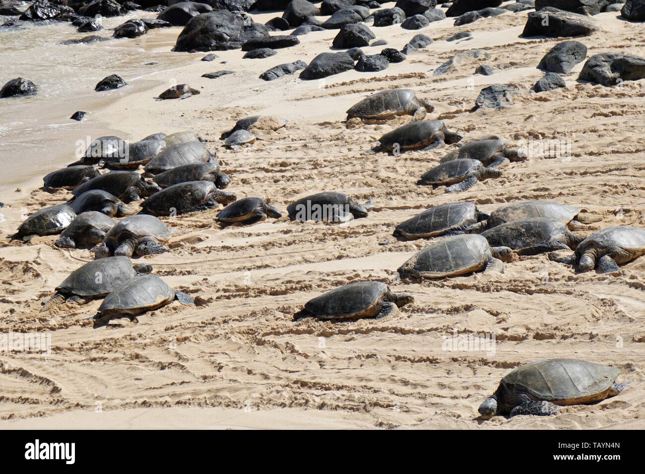 Grüne Meeresschildkröten übernehmen ein Maui Beach Stockfoto